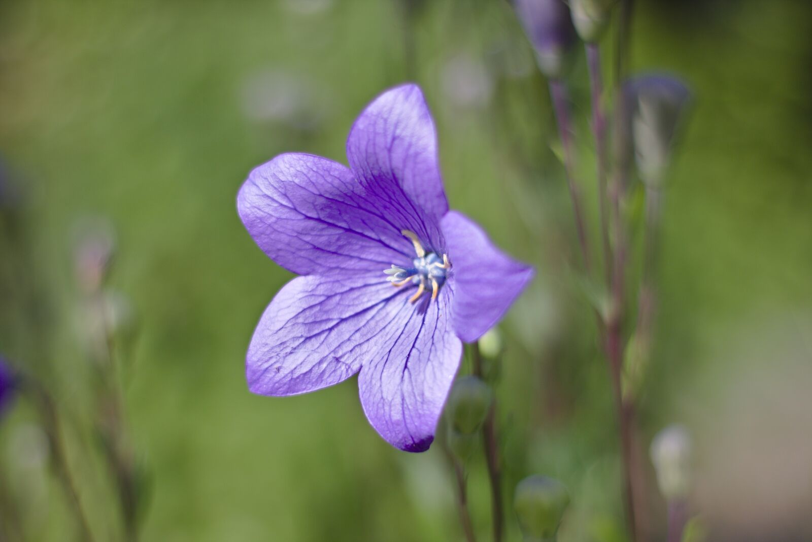 Canon EOS 750D (EOS Rebel T6i / EOS Kiss X8i) sample photo. Flower, platycodon grandiflorum, plant photography