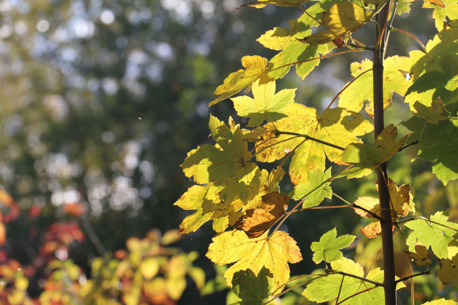 Canon EF-S 18-200mm F3.5-5.6 IS sample photo. Leaves, maple, fall photography