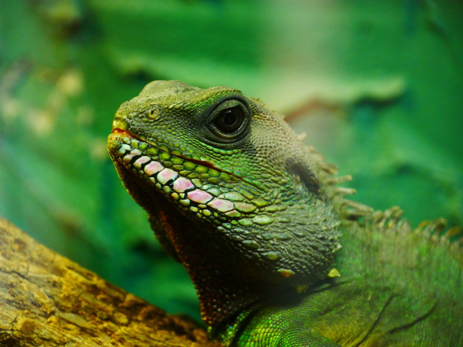 Panasonic DMC-G70 sample photo. Chameleon, green, lizard photography