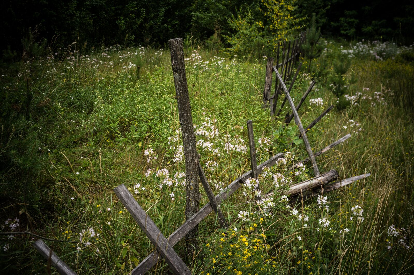 Fujifilm FinePix X100 sample photo. Poland, village, nature photography