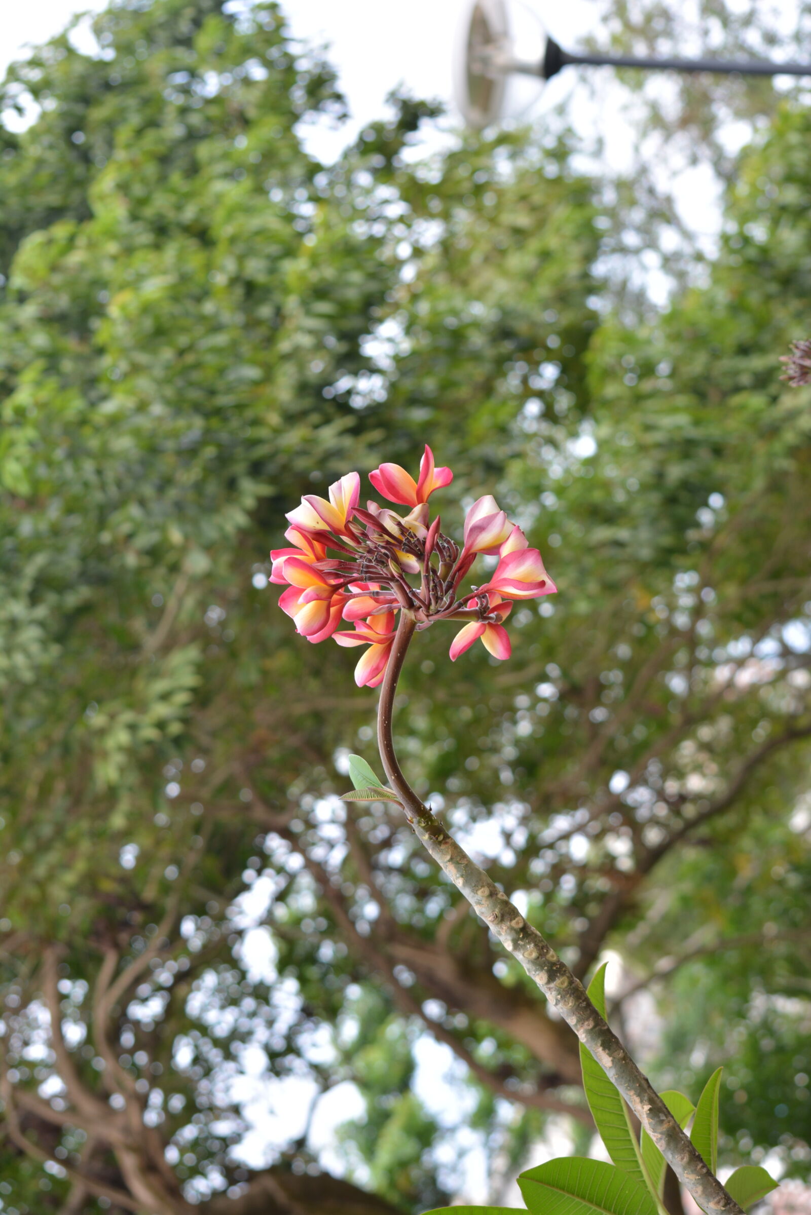 Nikon D5200 sample photo