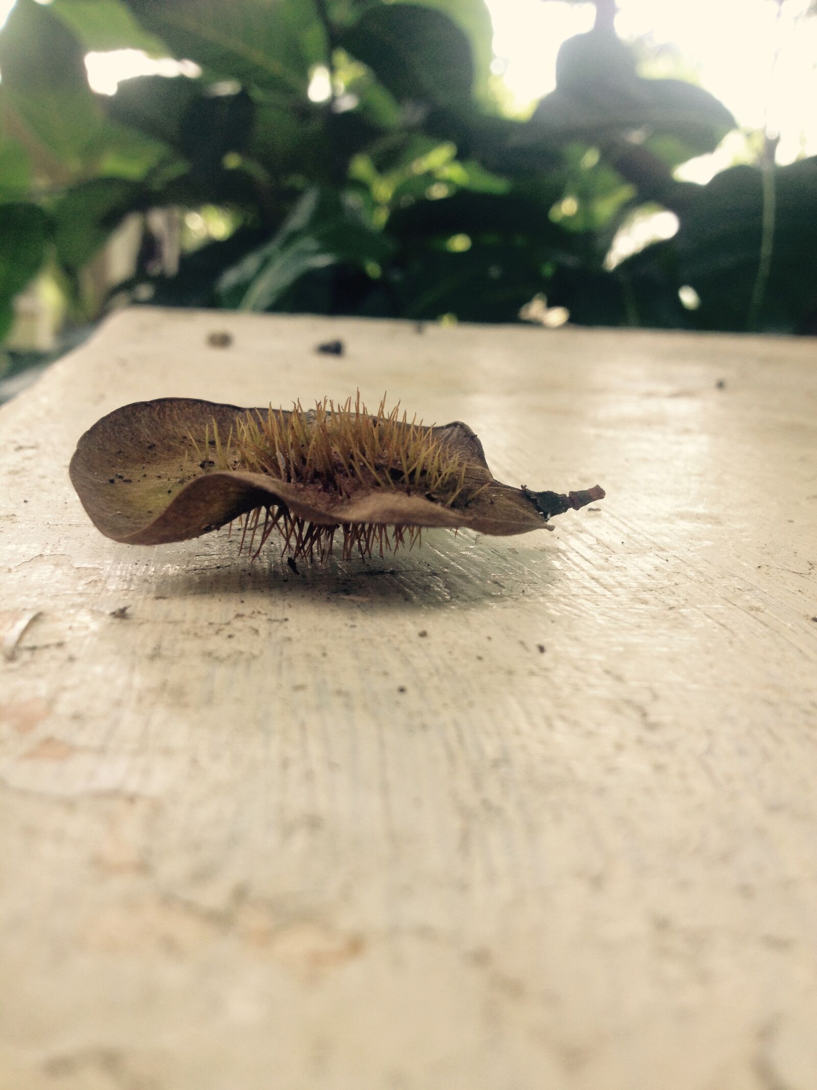 iPhone 4S back camera 4.28mm f/2.4 sample photo. Decay, nature, nature, photography photography