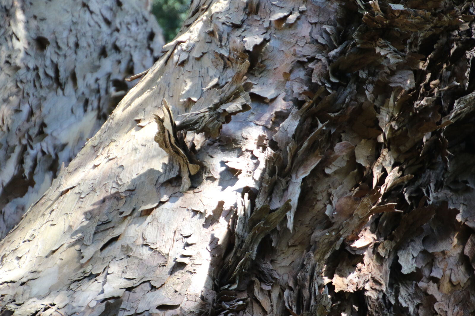 Canon EOS 7D Mark II sample photo. Bark, texture, tree photography