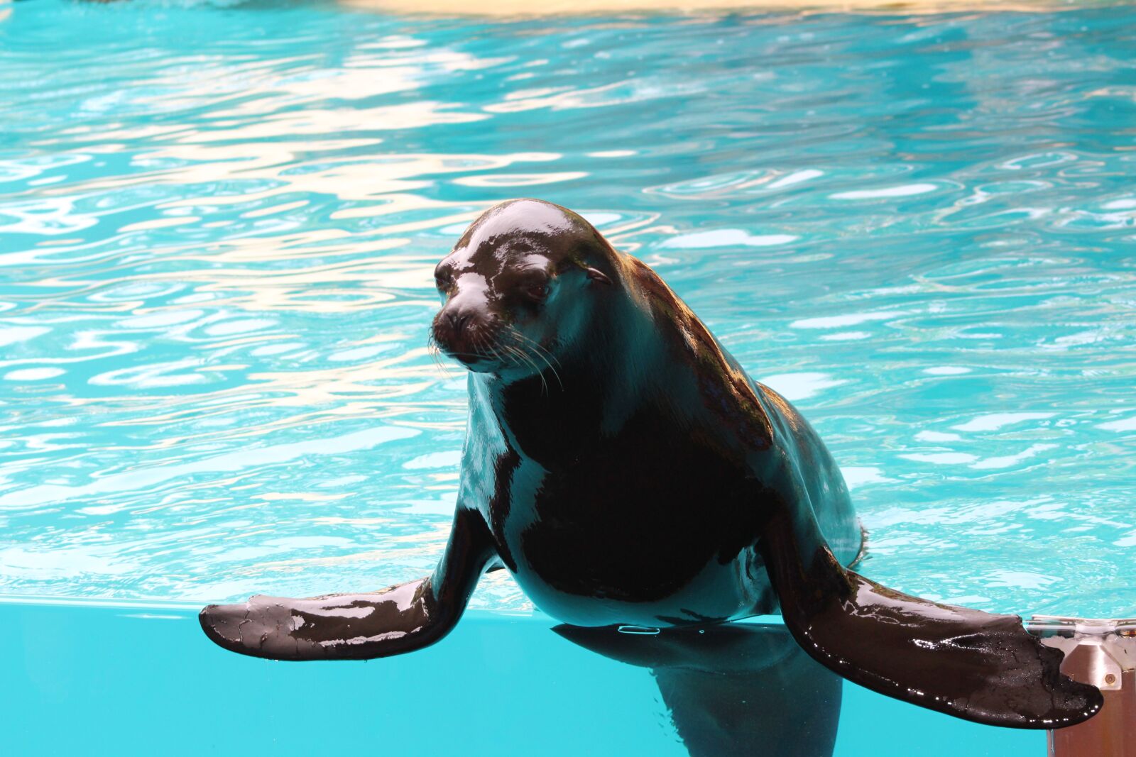 Canon EF75-300mm f/4-5.6 sample photo. Animal, seal, sea lion photography