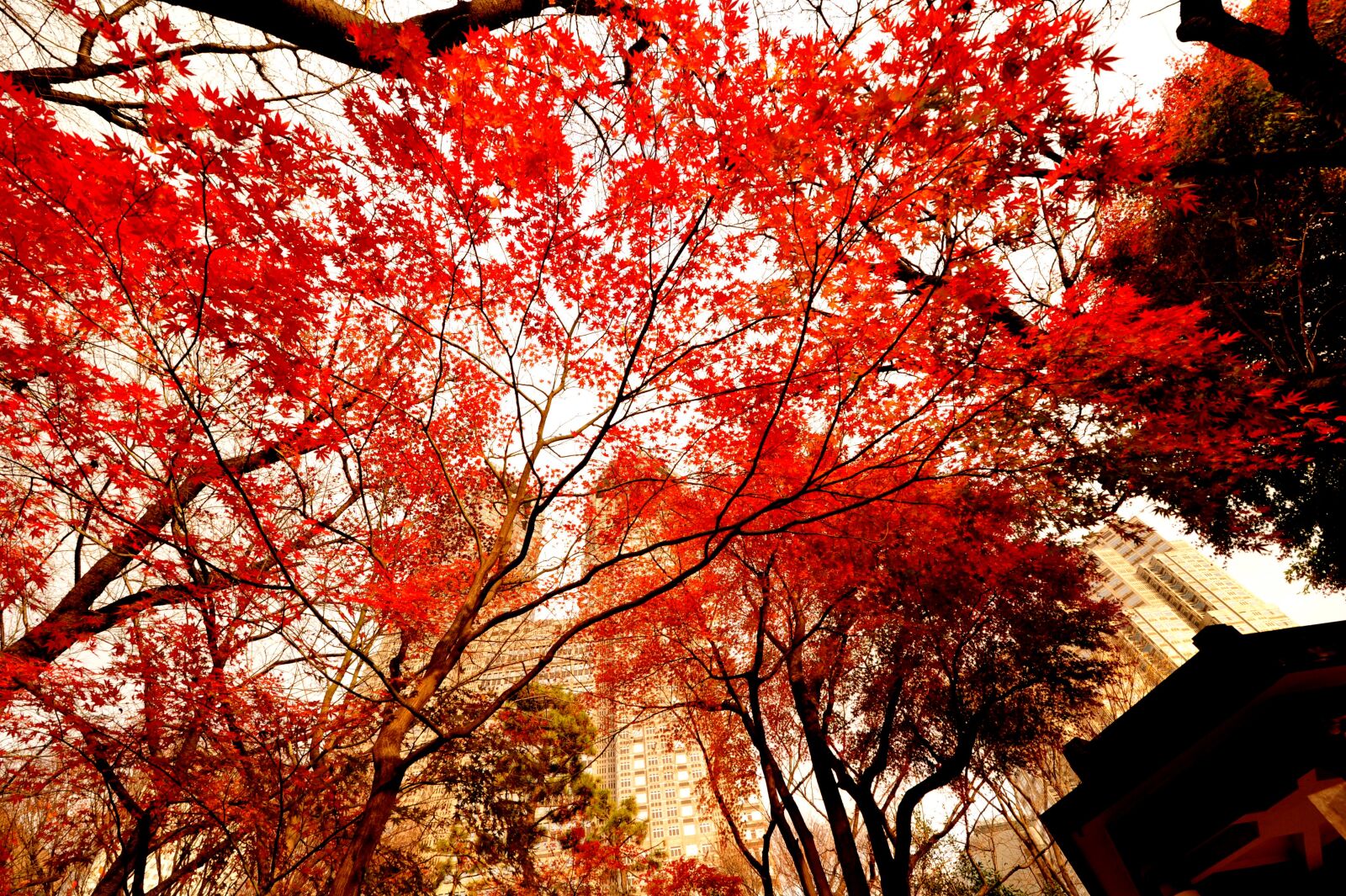 Nikon D700 sample photo. Autumnal leaves, evening, japan photography