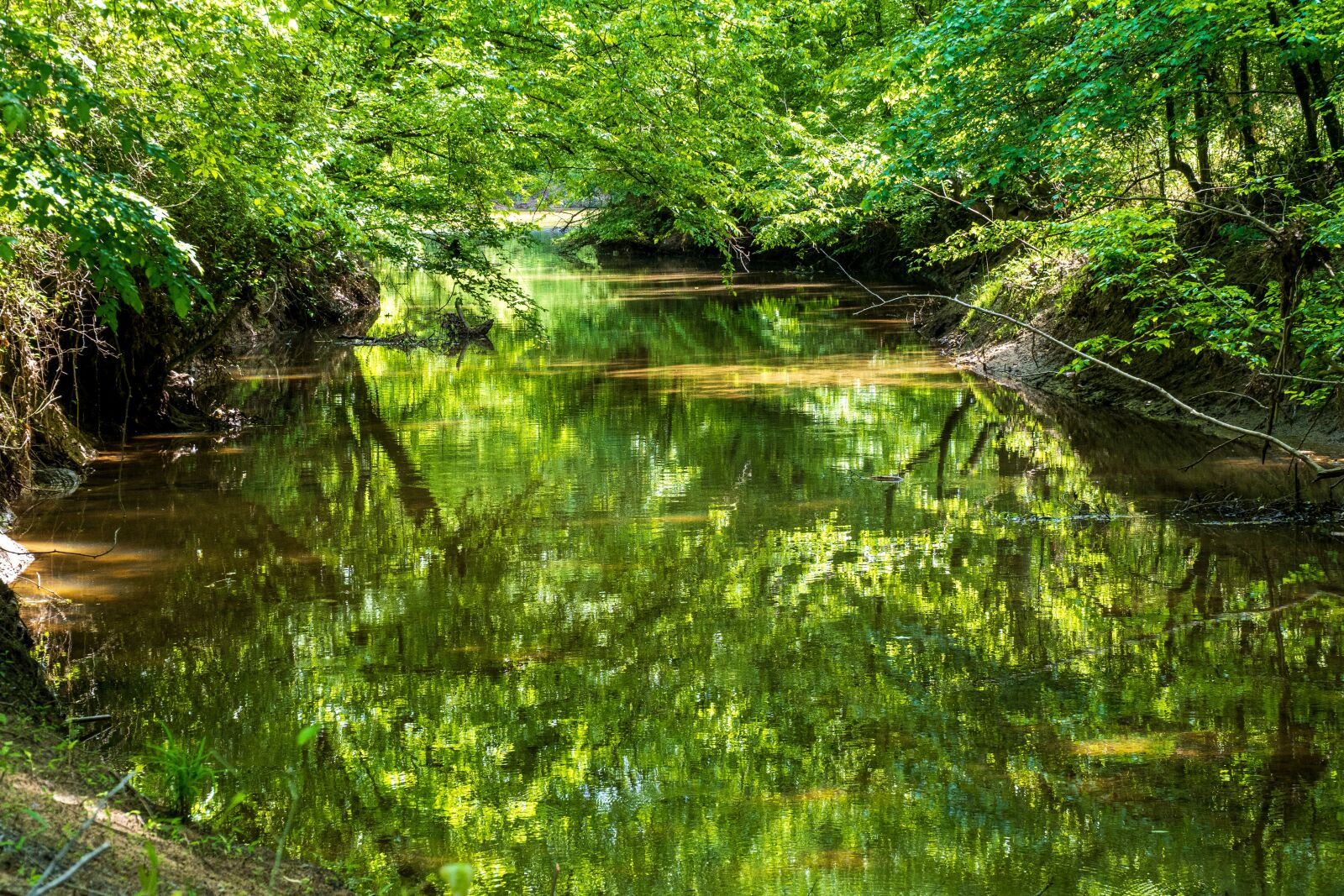 Sony E PZ 18-105mm F4 G OSS sample photo. Forest sunlight, forest reflection photography