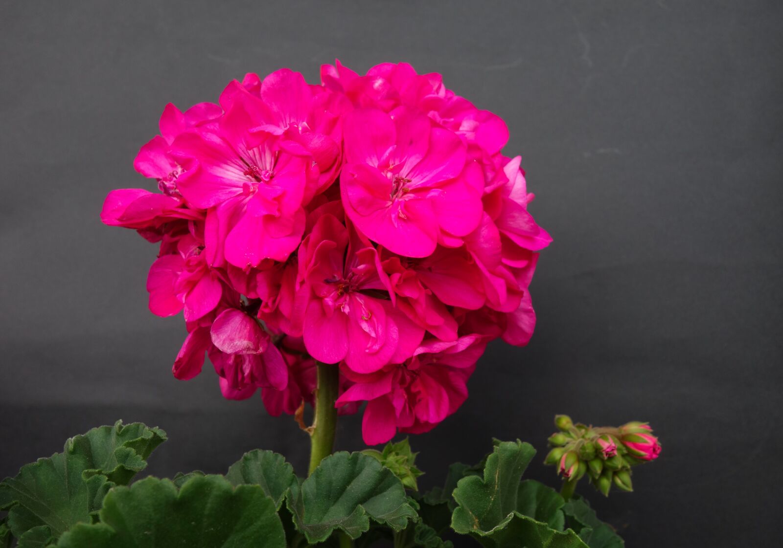 Sony Cyber-shot DSC-RX100 sample photo. Geranium, pink, blossom photography