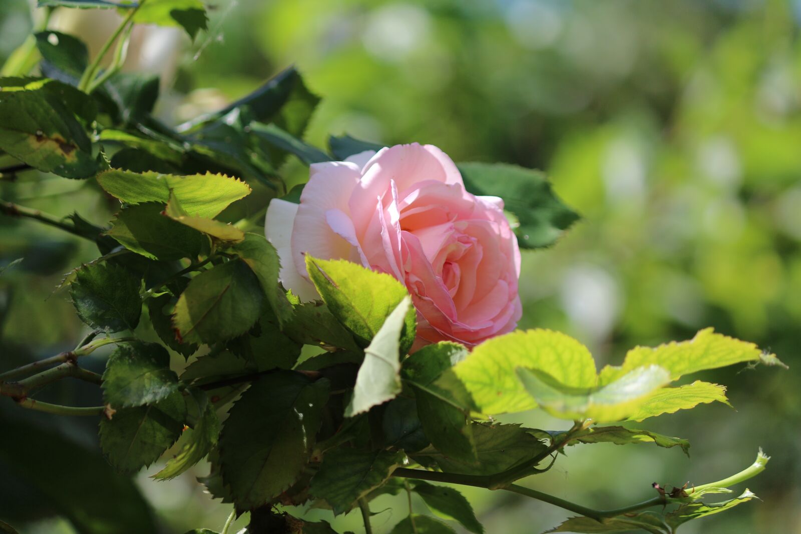 Canon EOS 70D sample photo. Pink, flower, pink flowers photography