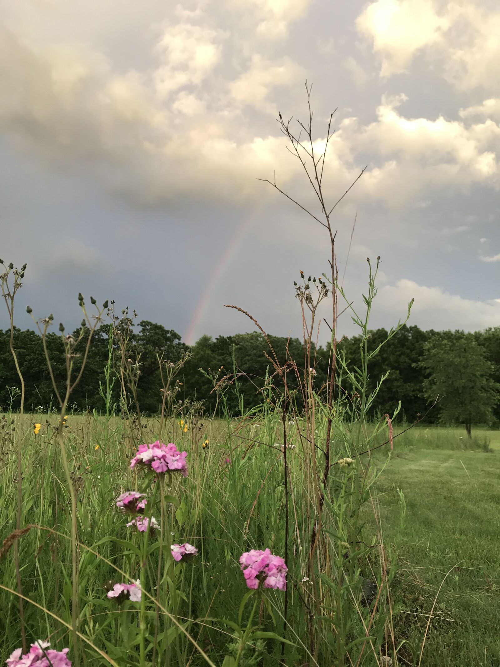 iPhone 7 back camera 3.99mm f/1.8 sample photo. Rainbow, field, nature photography