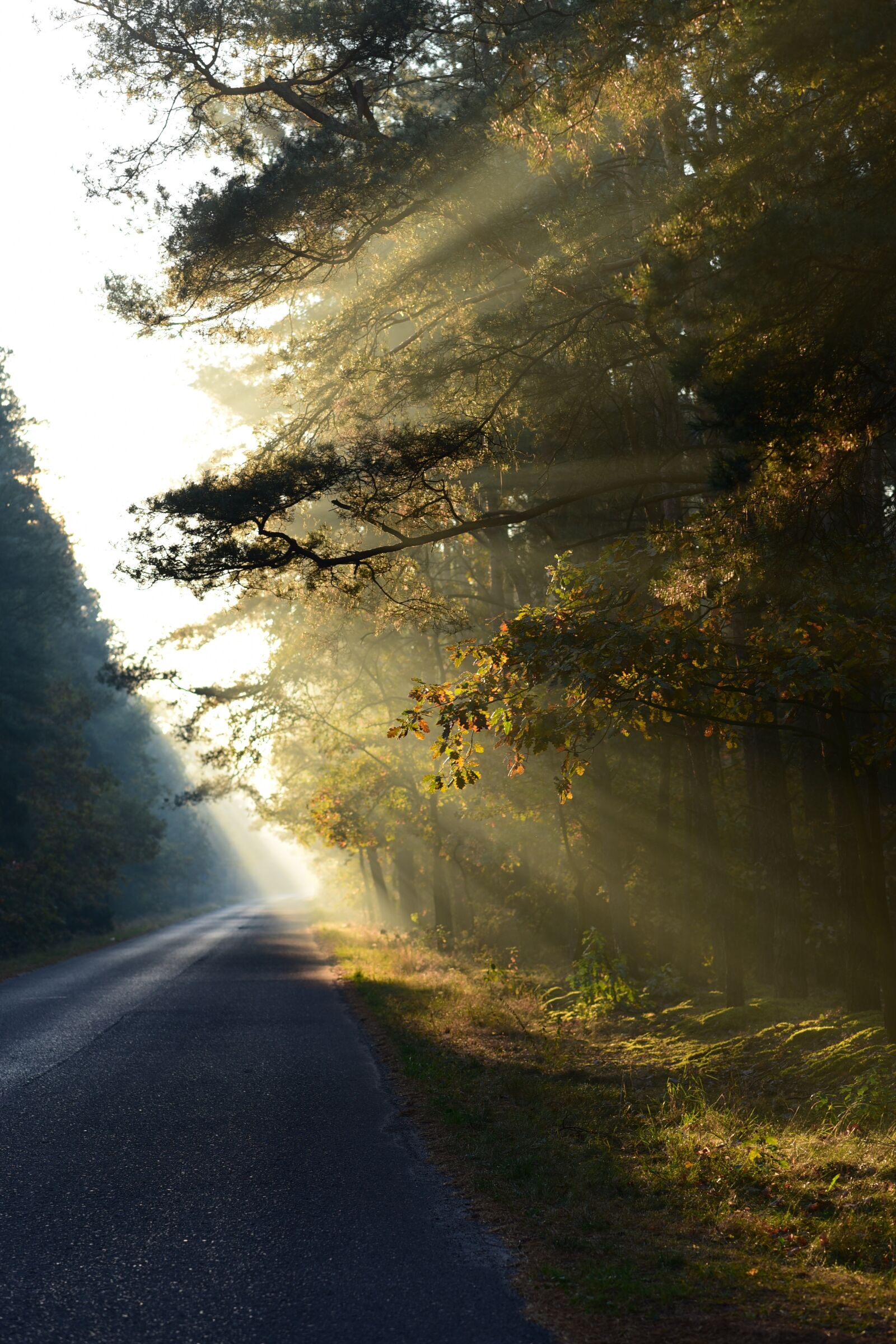 Nikon D750 sample photo. Light, tree, trees photography