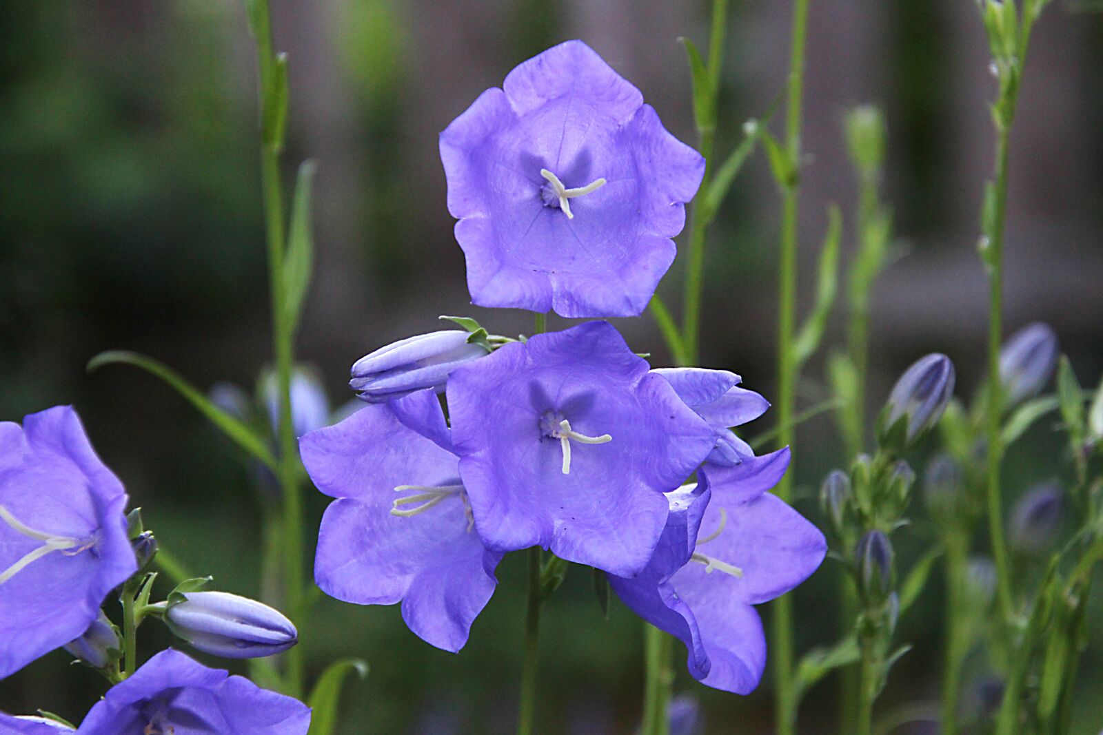 Canon EOS 700D (EOS Rebel T5i / EOS Kiss X7i) sample photo. Bellflower, nature, plant photography