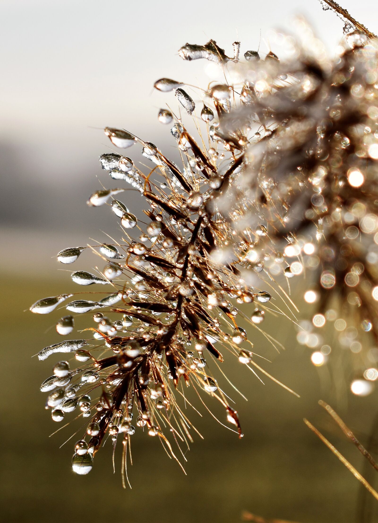 Nikon D5500 sample photo. Drip, dew, dewdrop photography