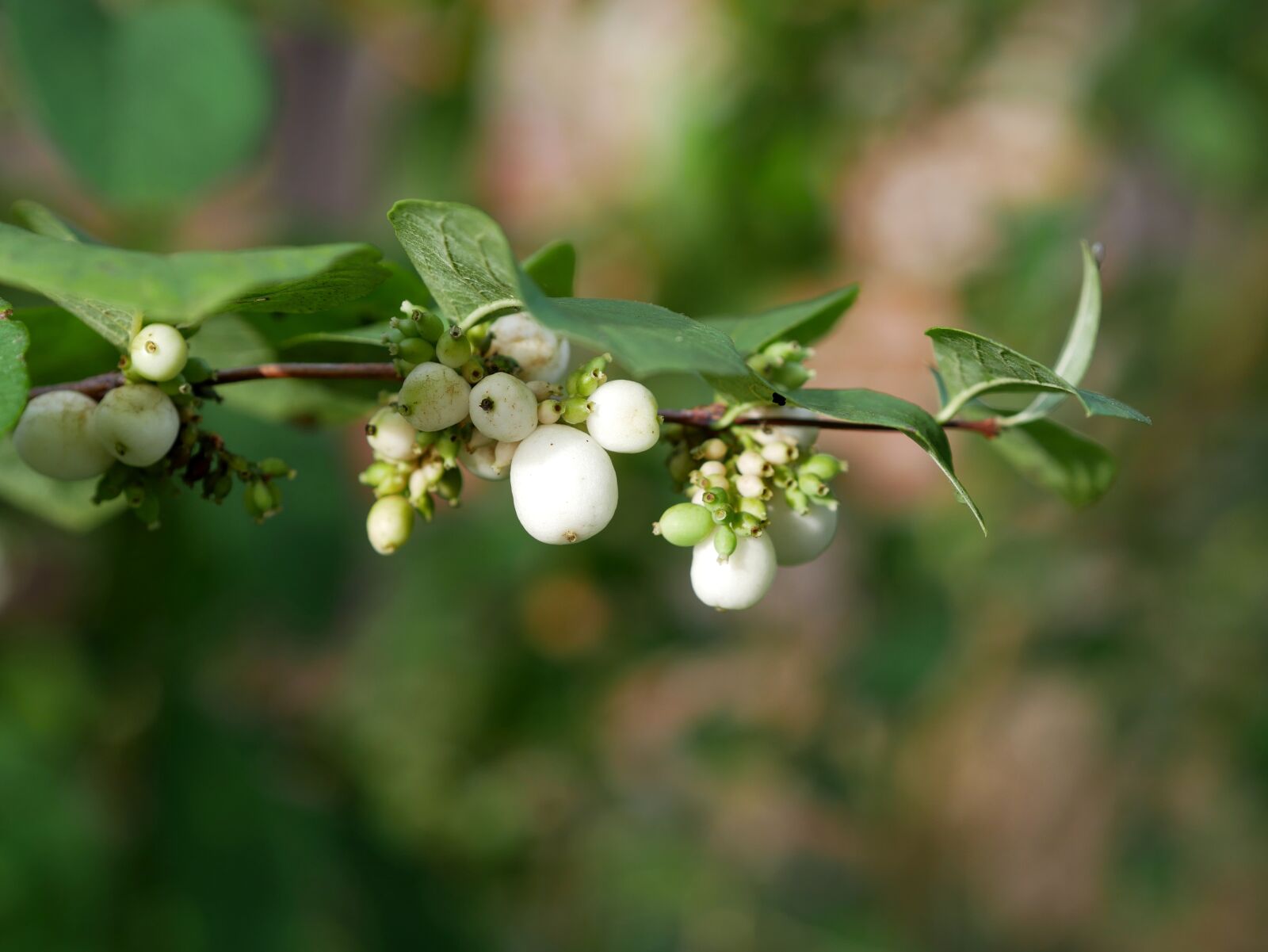 Panasonic Lumix DMC-GX85 (Lumix DMC-GX80 / Lumix DMC-GX7 Mark II) sample photo. Snow berry, white, autumn photography