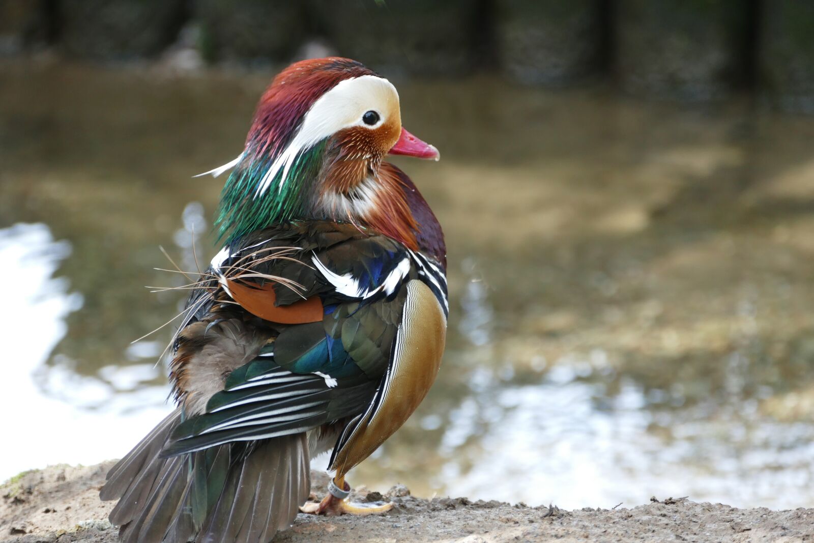 Panasonic Lumix DMC-FZ1000 sample photo. Mandarin duck, birds, mandarin photography