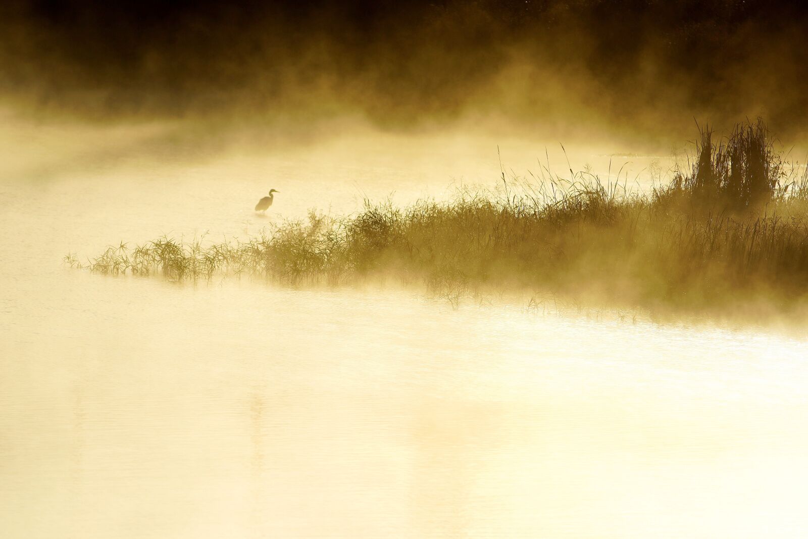 Canon EF 300mm F4L IS USM sample photo. Morning, fog, bird photography