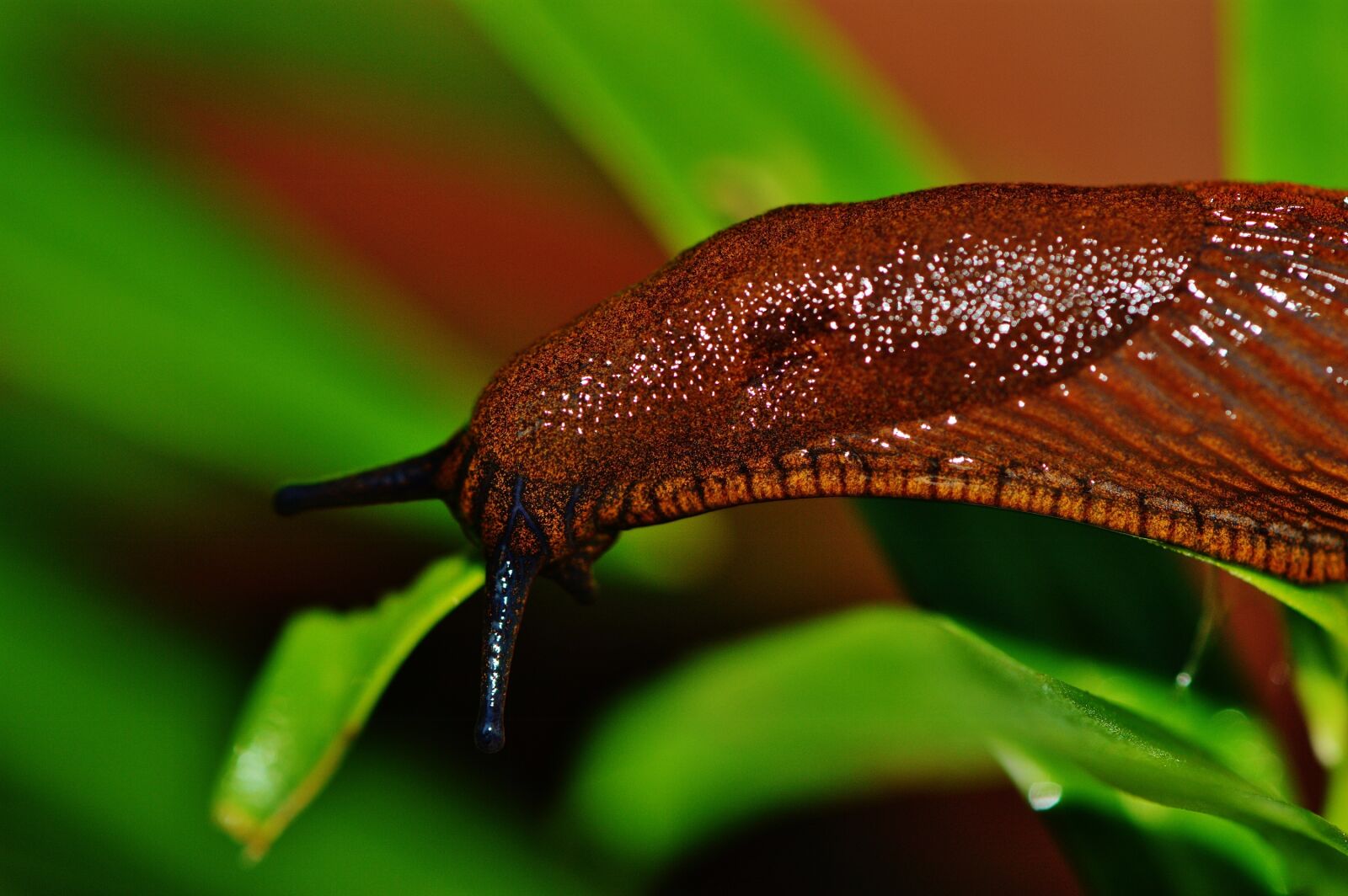 Nikon D3200 sample photo. Snail, slug, garden photography