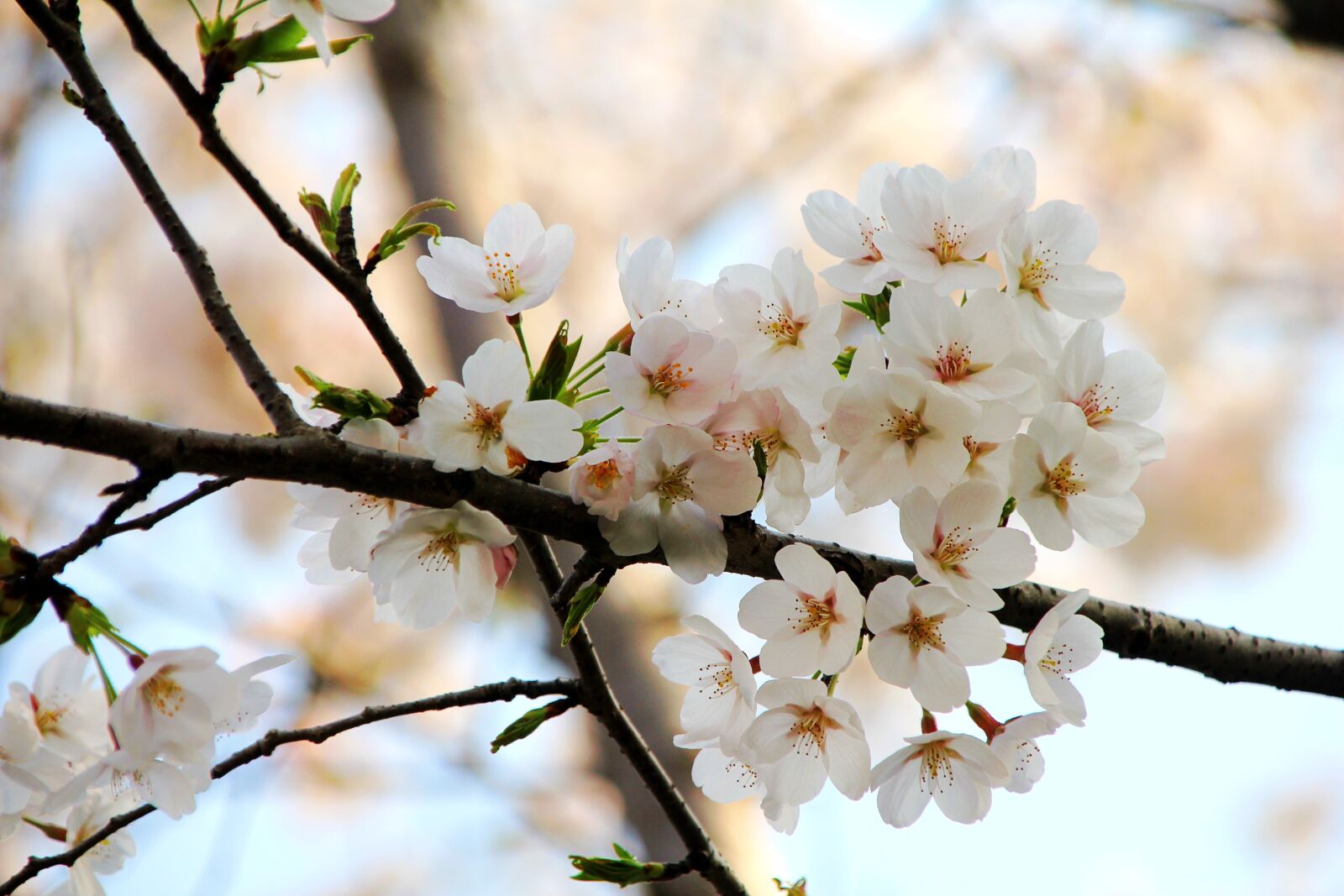 Canon EOS 550D (EOS Rebel T2i / EOS Kiss X4) sample photo. Tree, flower, cherry wood photography