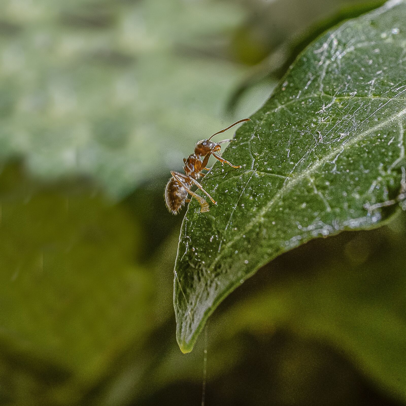 Nikon D7000 sample photo. Ant, insect, nature photography