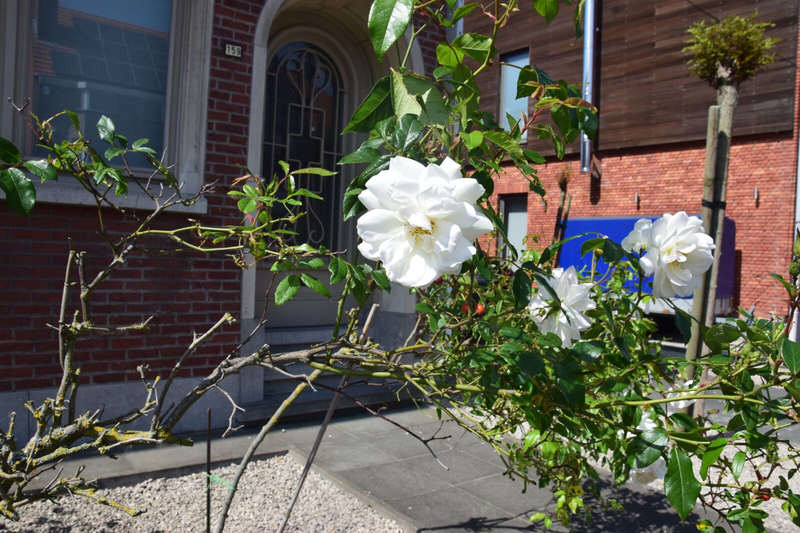 Nikon D5300 sample photo. White flowers, summer, lavender photography