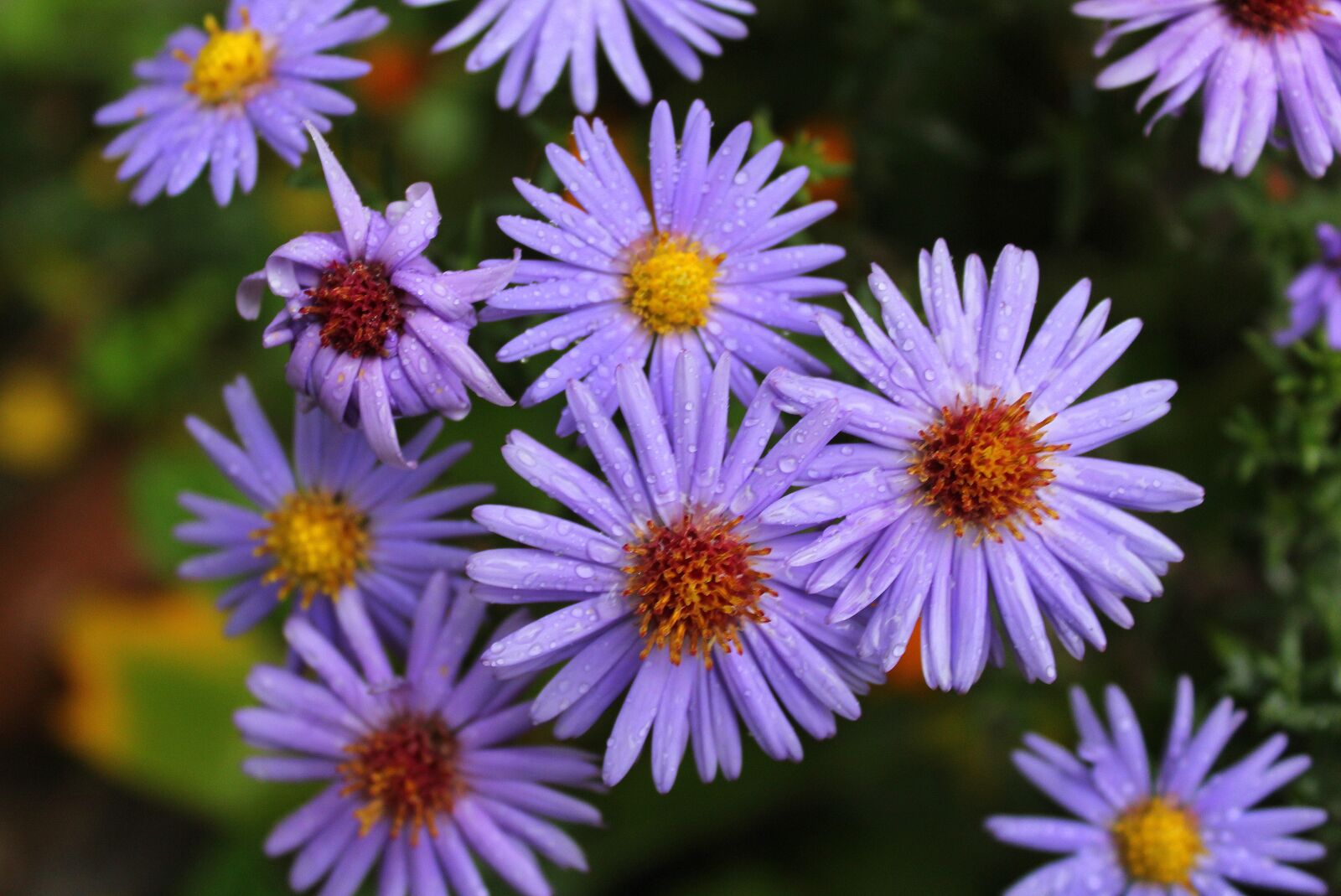 Canon EOS 1200D (EOS Rebel T5 / EOS Kiss X70 / EOS Hi) sample photo. Flowers, violet, violet flowers photography