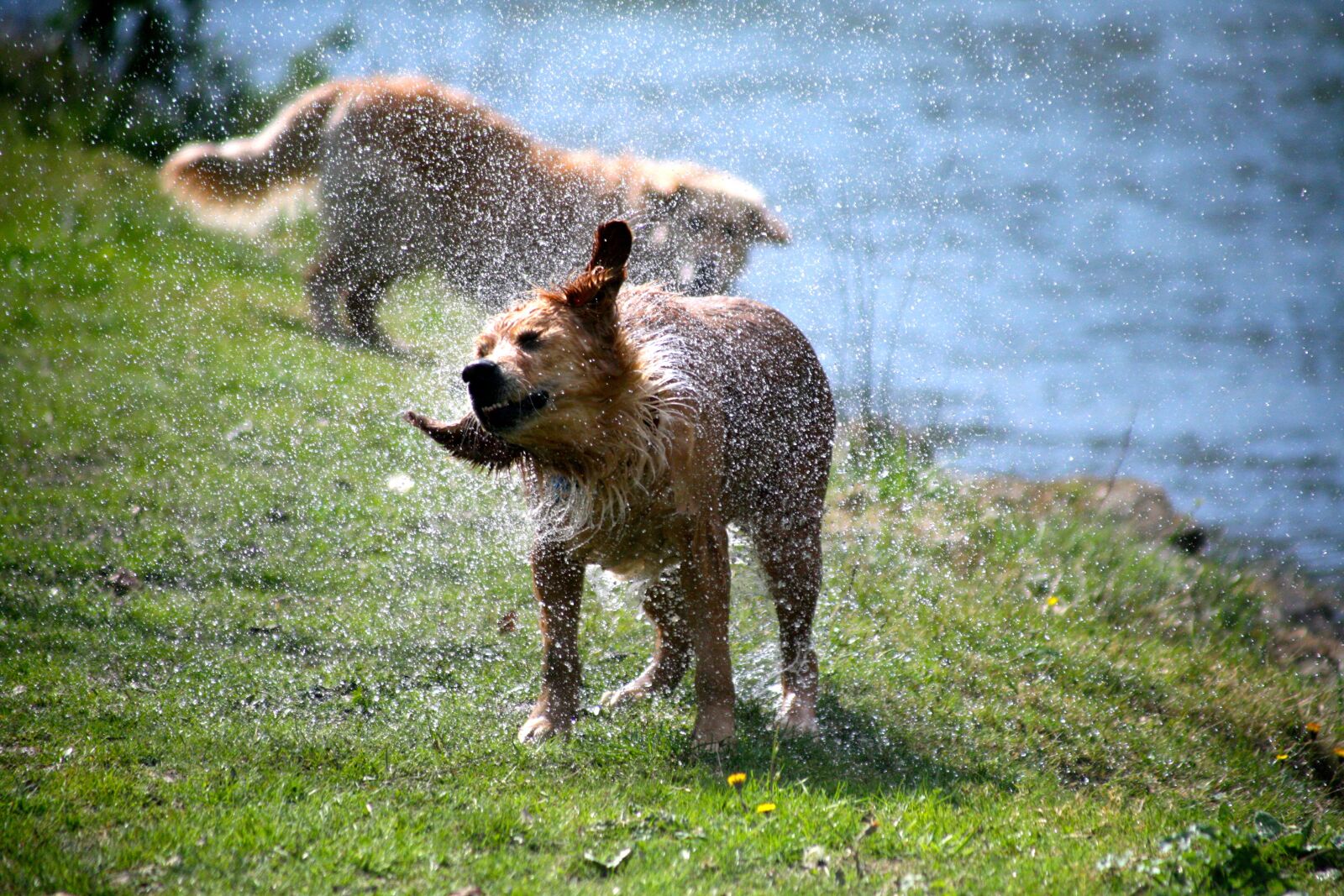 Canon EOS 5D sample photo. Dog, nature, lawn photography