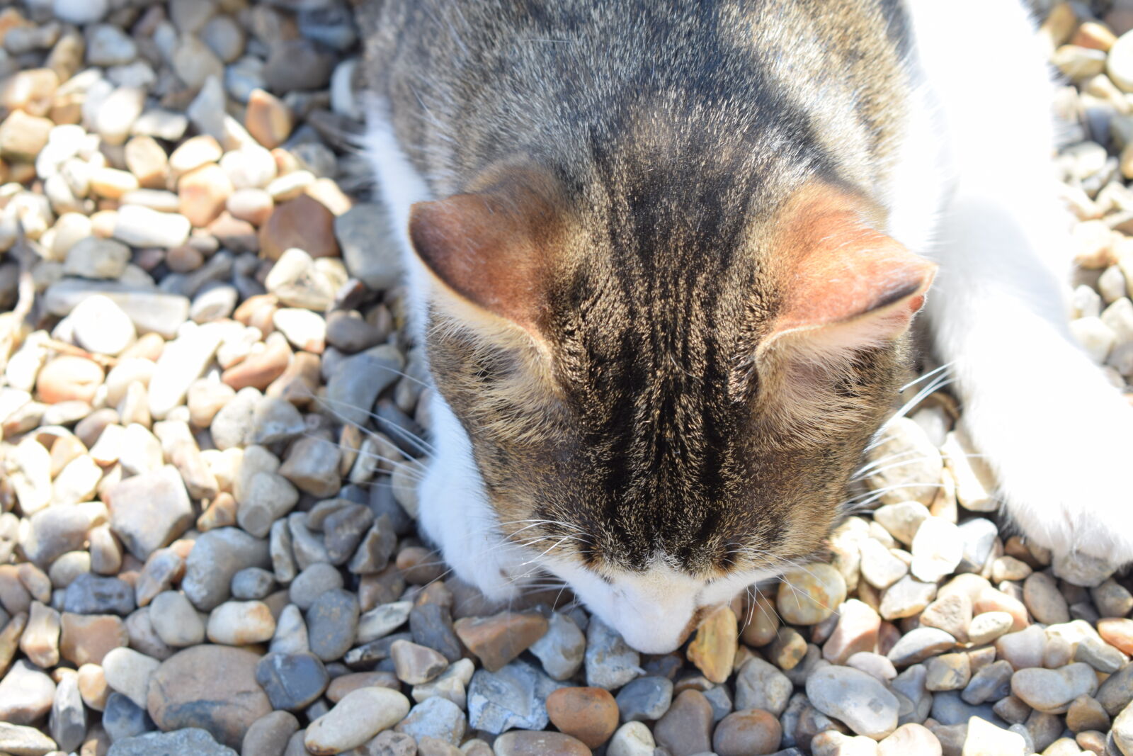 Nikon D3300 + Nikon AF-P DX Nikkor 18-55mm F3.5-5.6G sample photo. Animal, cat, fur, kitten photography