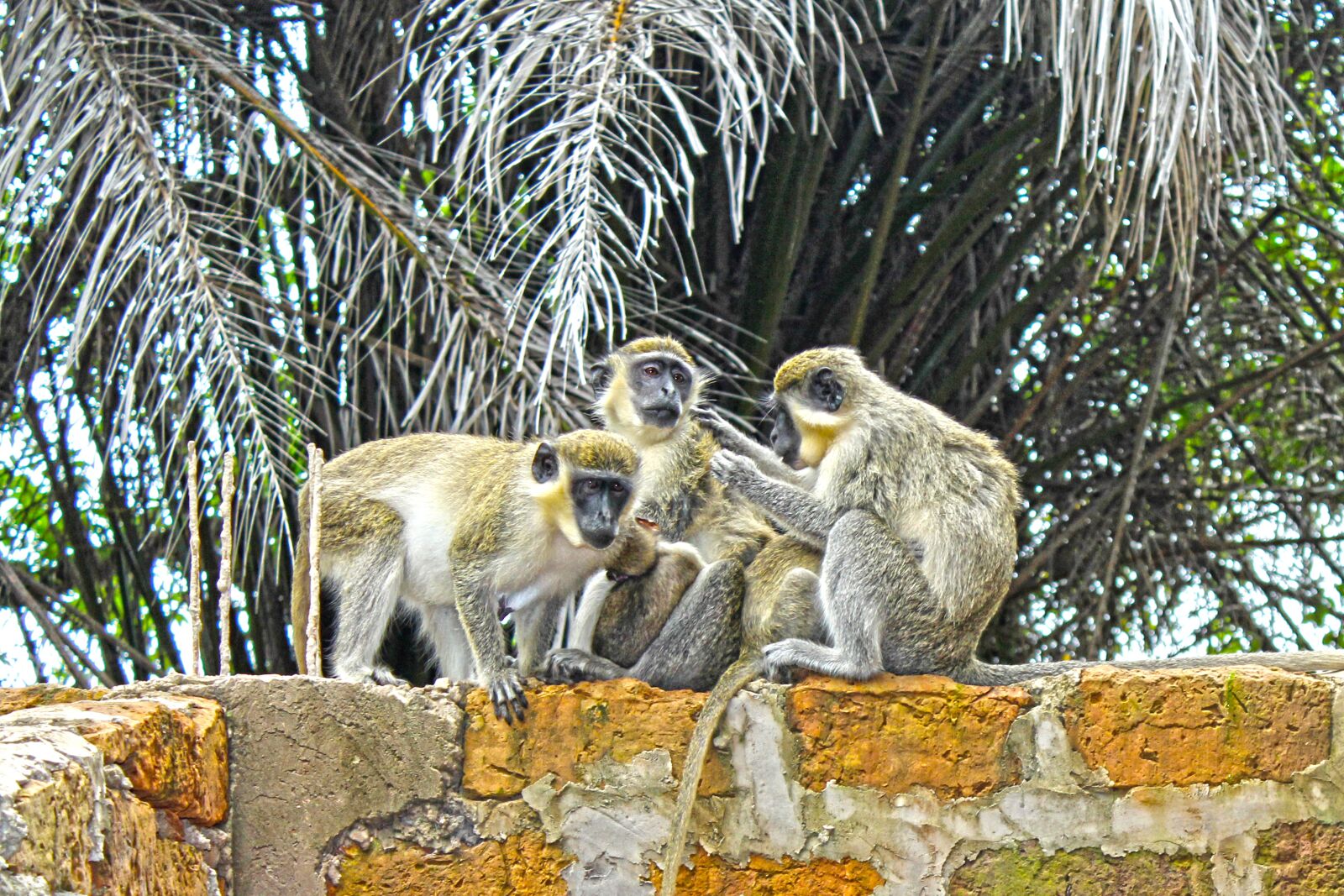 Canon EOS 600D (Rebel EOS T3i / EOS Kiss X5) sample photo. Monkeys, wildlife, animals photography