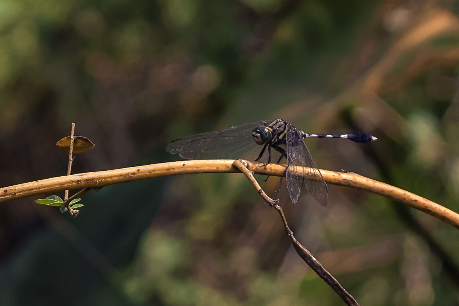 Nikon D5500 sample photo. Nature, dragon fly, wildlife photography
