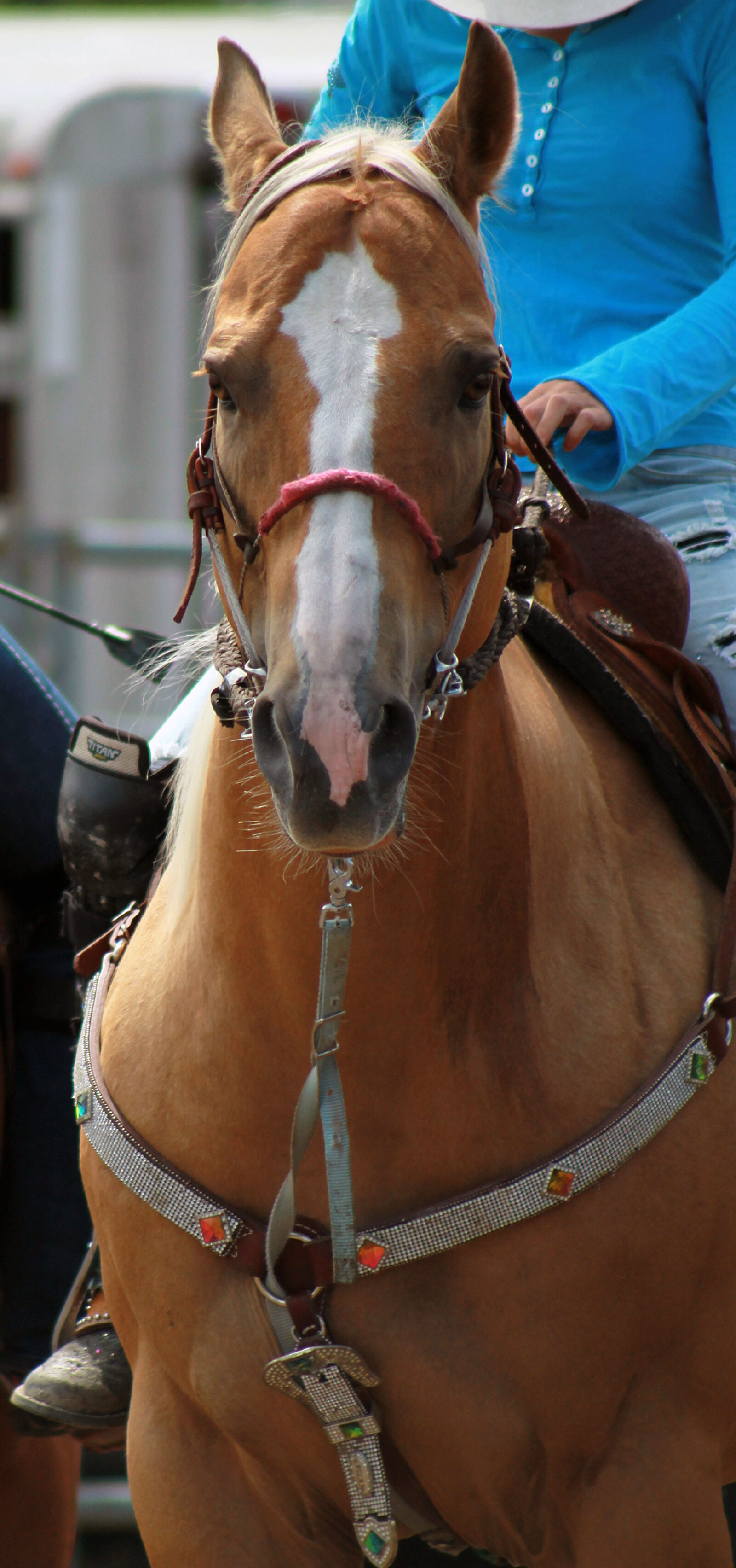 Canon EOS 1100D (EOS Rebel T3 / EOS Kiss X50) + Canon EF 75-300mm f/4-5.6 USM sample photo. Horse photography