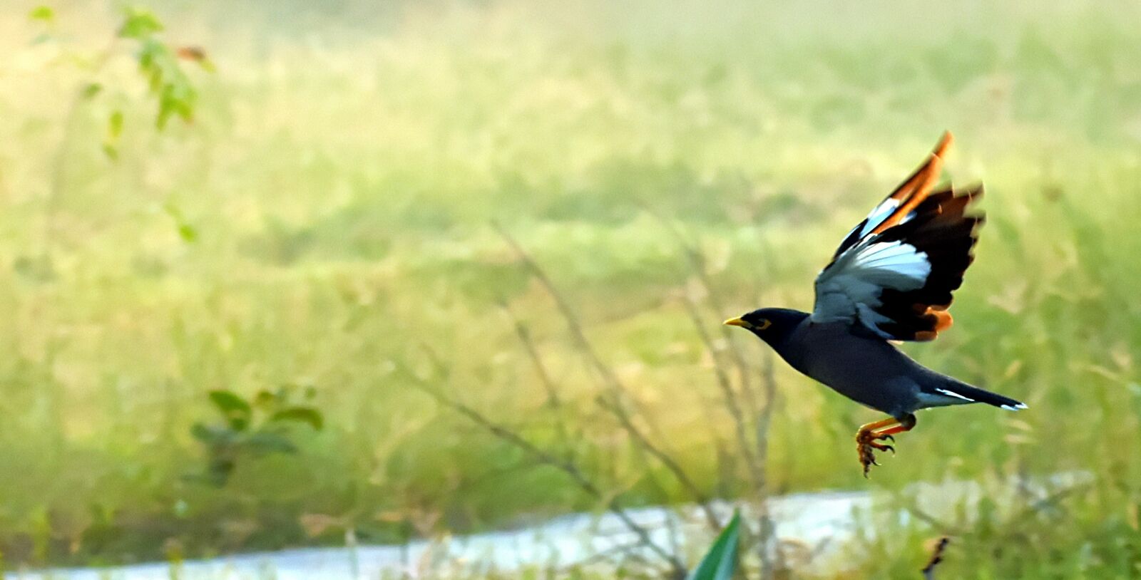 Nikon D5600 sample photo. Mynah, flying, bird photography