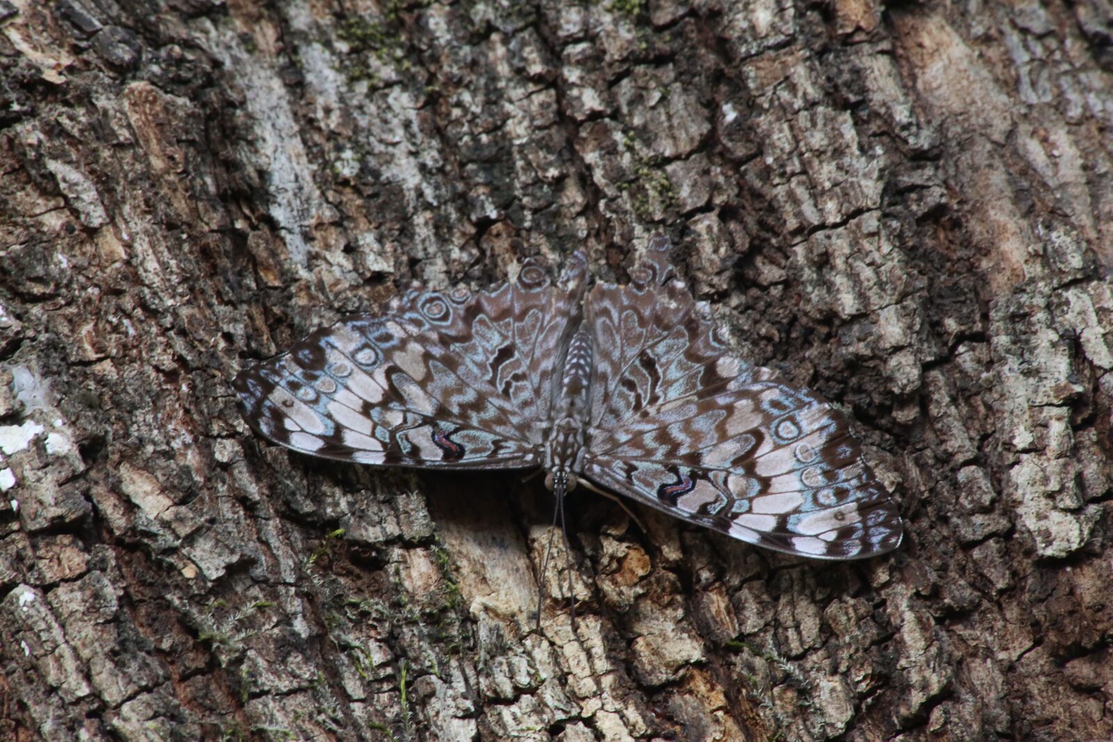 Canon EF 70-300mm F4-5.6 IS USM sample photo. Moth, tree, insect photography