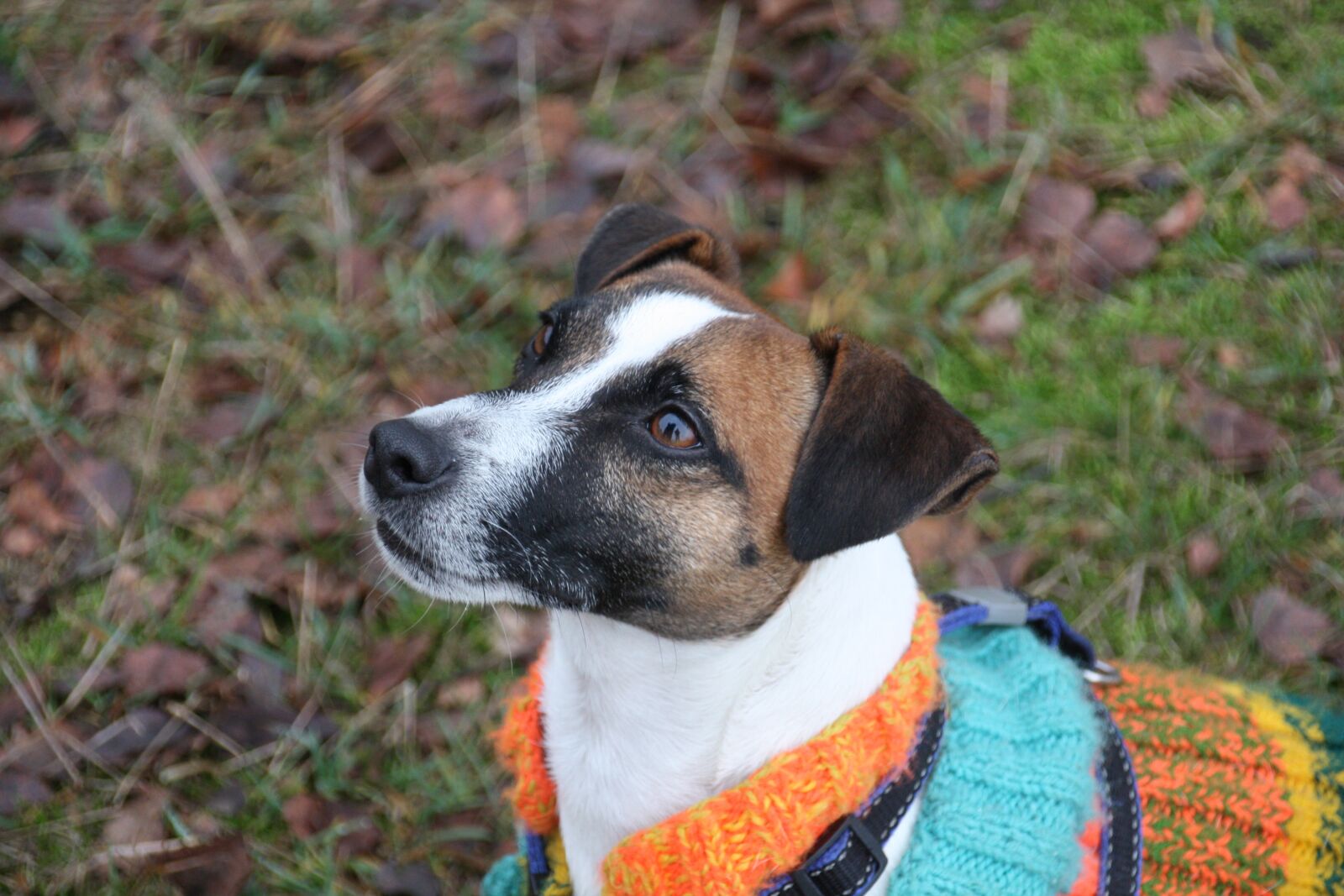 Canon EOS 450D (EOS Rebel XSi / EOS Kiss X2) sample photo. Dog, terrier, outfit photography