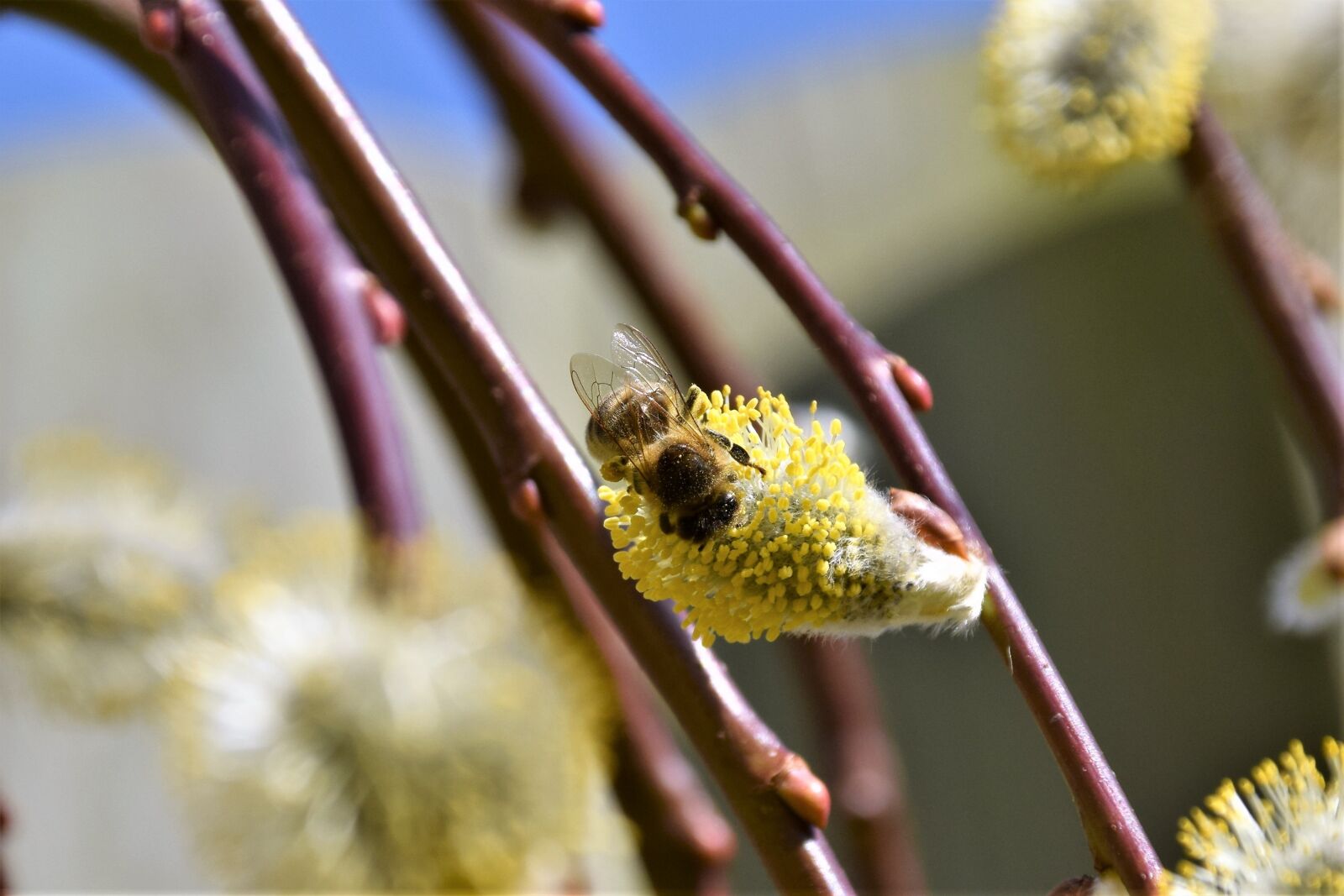 Nikon D3300 sample photo. Nature, plant, tree photography
