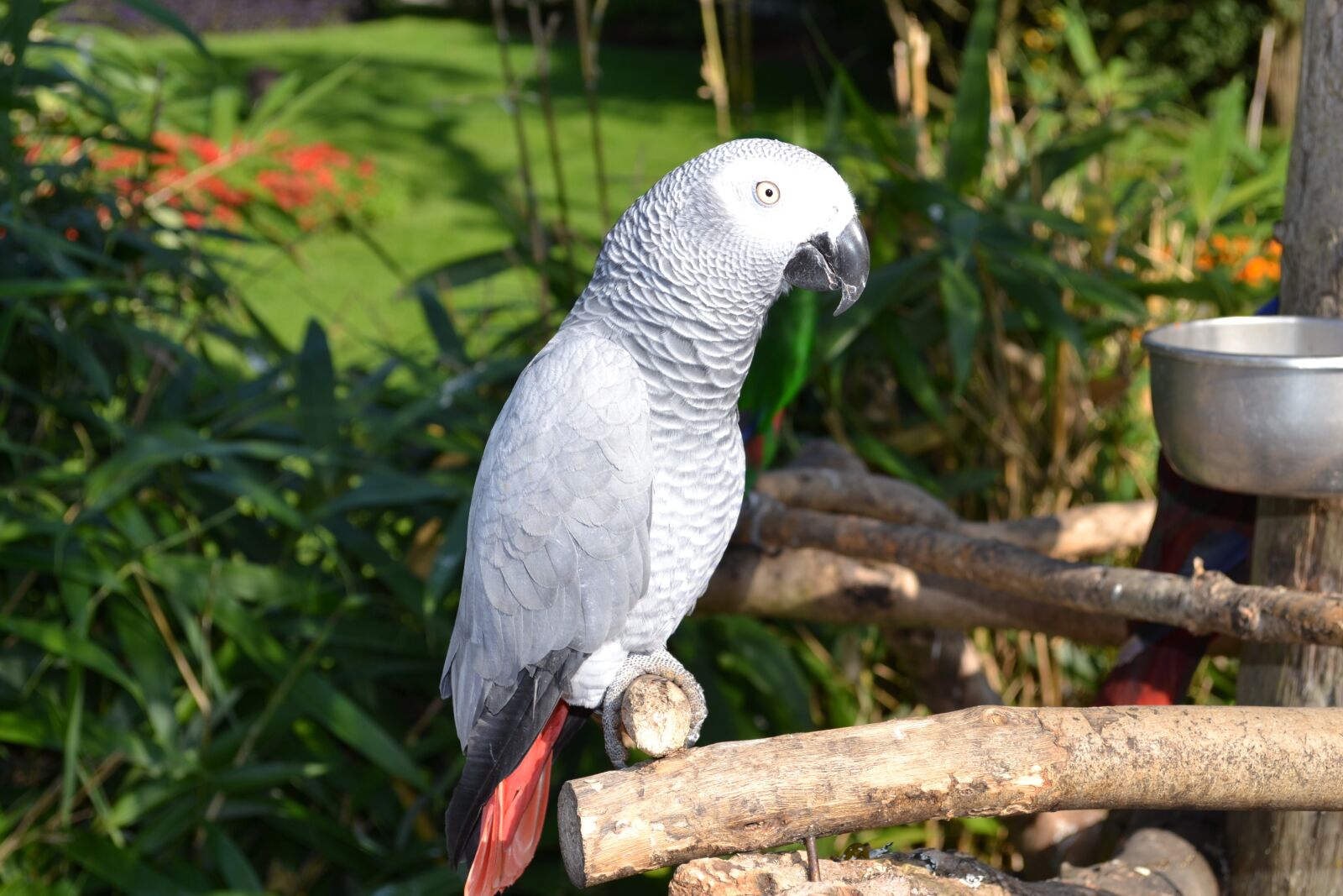 Nikon D3100 sample photo. Parrot, graupapgei, bird photography