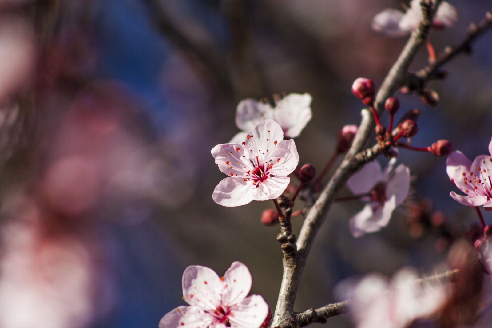 Canon EOS 350D (EOS Digital Rebel XT / EOS Kiss Digital N) sample photo. Plum blossom, spring, flower photography