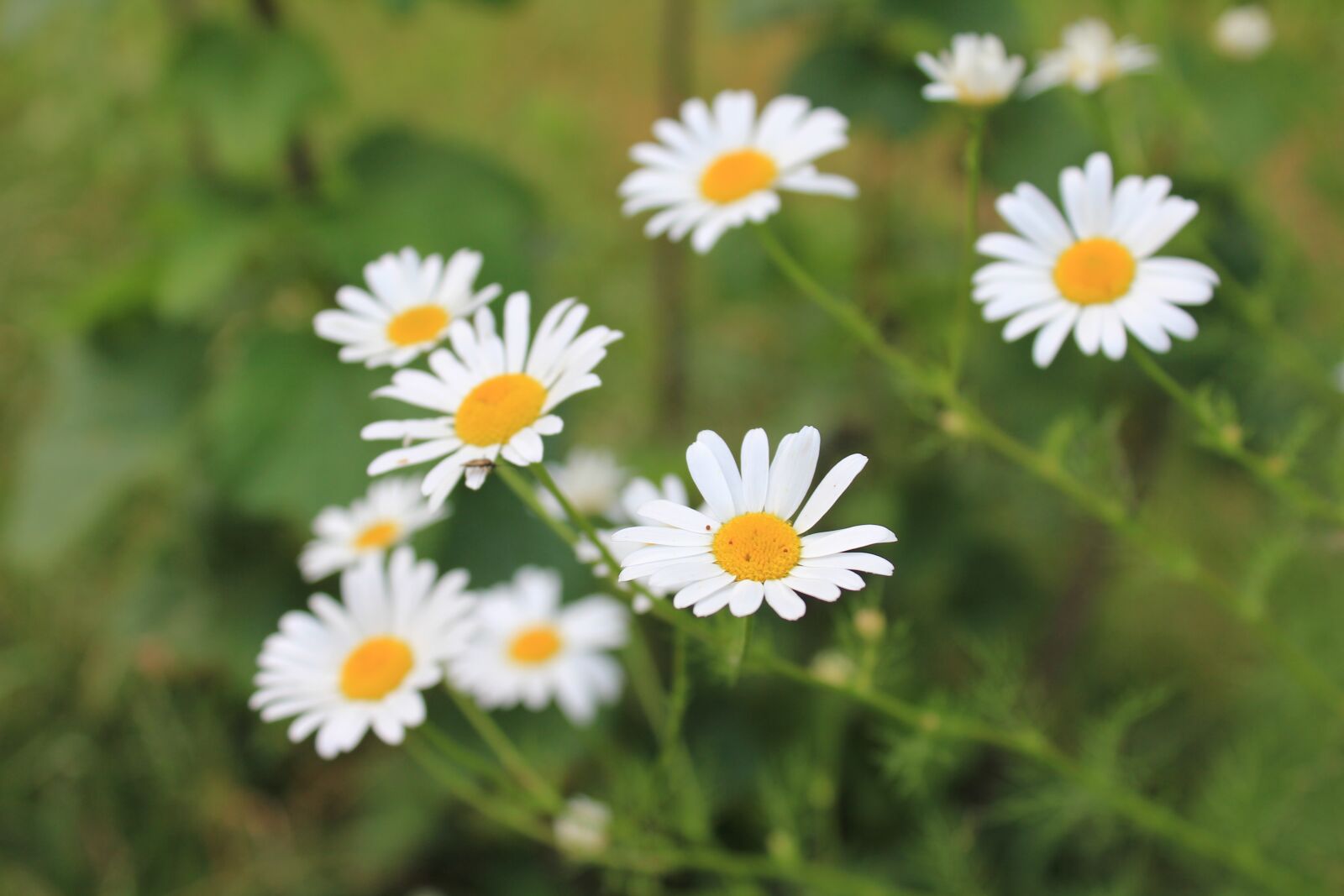 Canon EOS 550D (EOS Rebel T2i / EOS Kiss X4) sample photo. Daisies, pointed flower, white photography