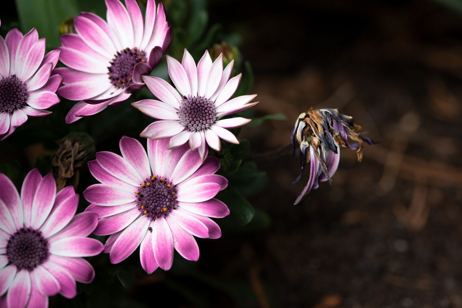 Nikon D750 sample photo. Cape daisies, flowers, garden photography