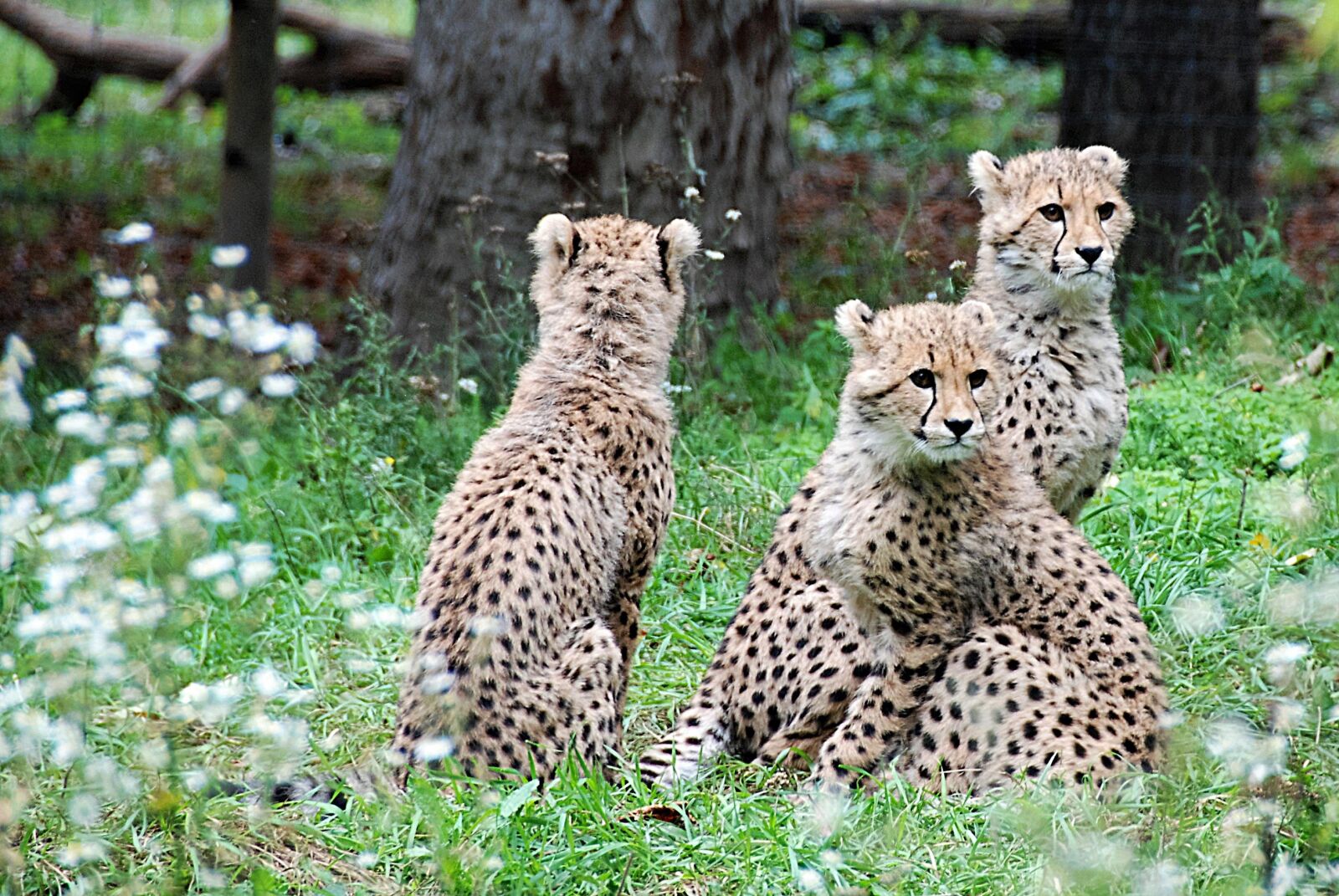 Nikon D80 sample photo. Cheetah, young animals, zoo photography