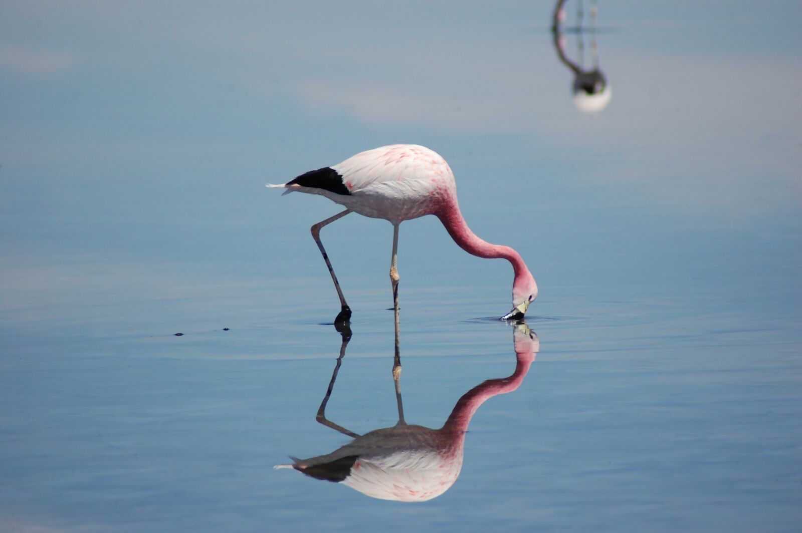 Nikon D40 sample photo. Flamingo, bird, chile photography