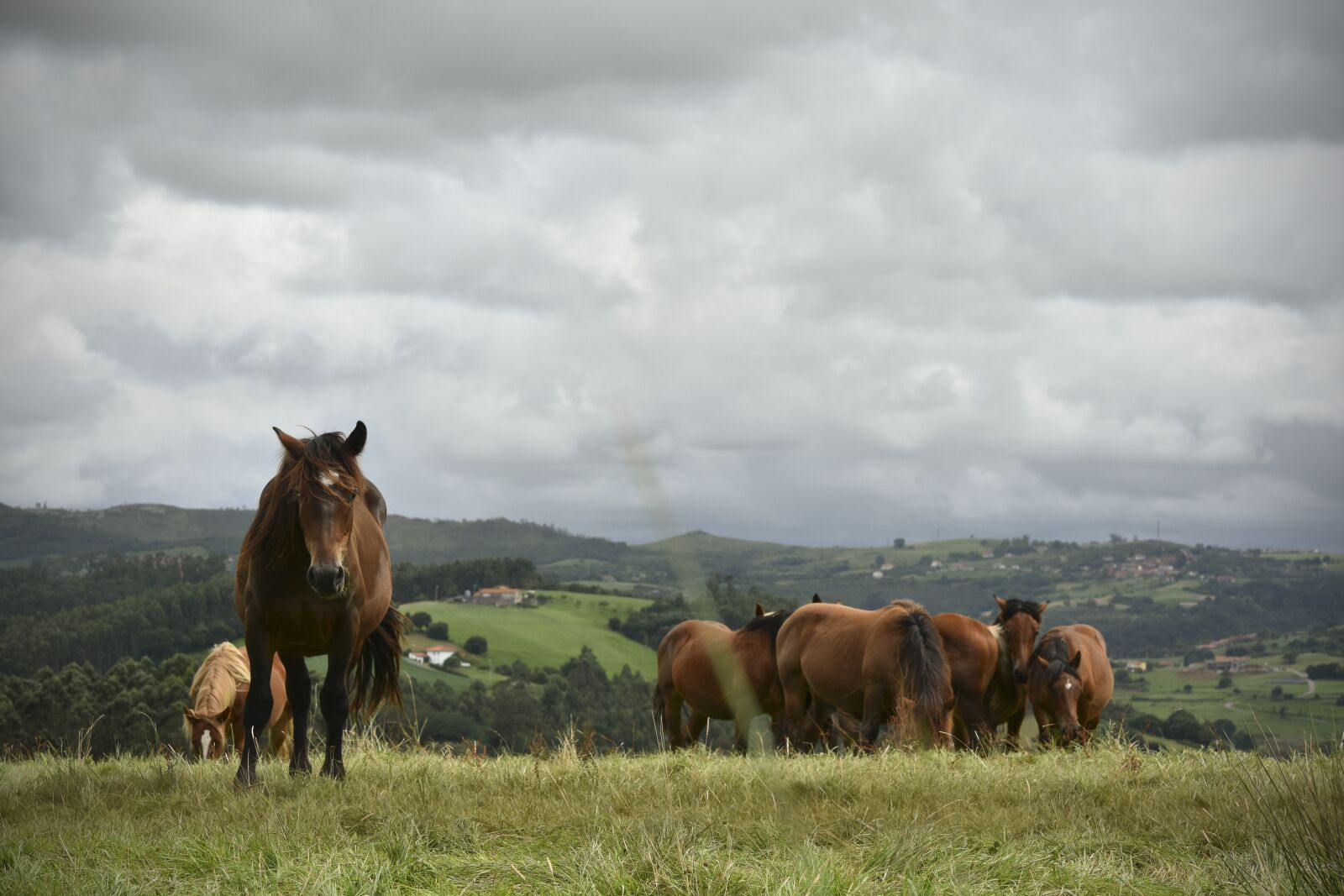 Nikon D7200 sample photo. Horses, landscape, naturale photography