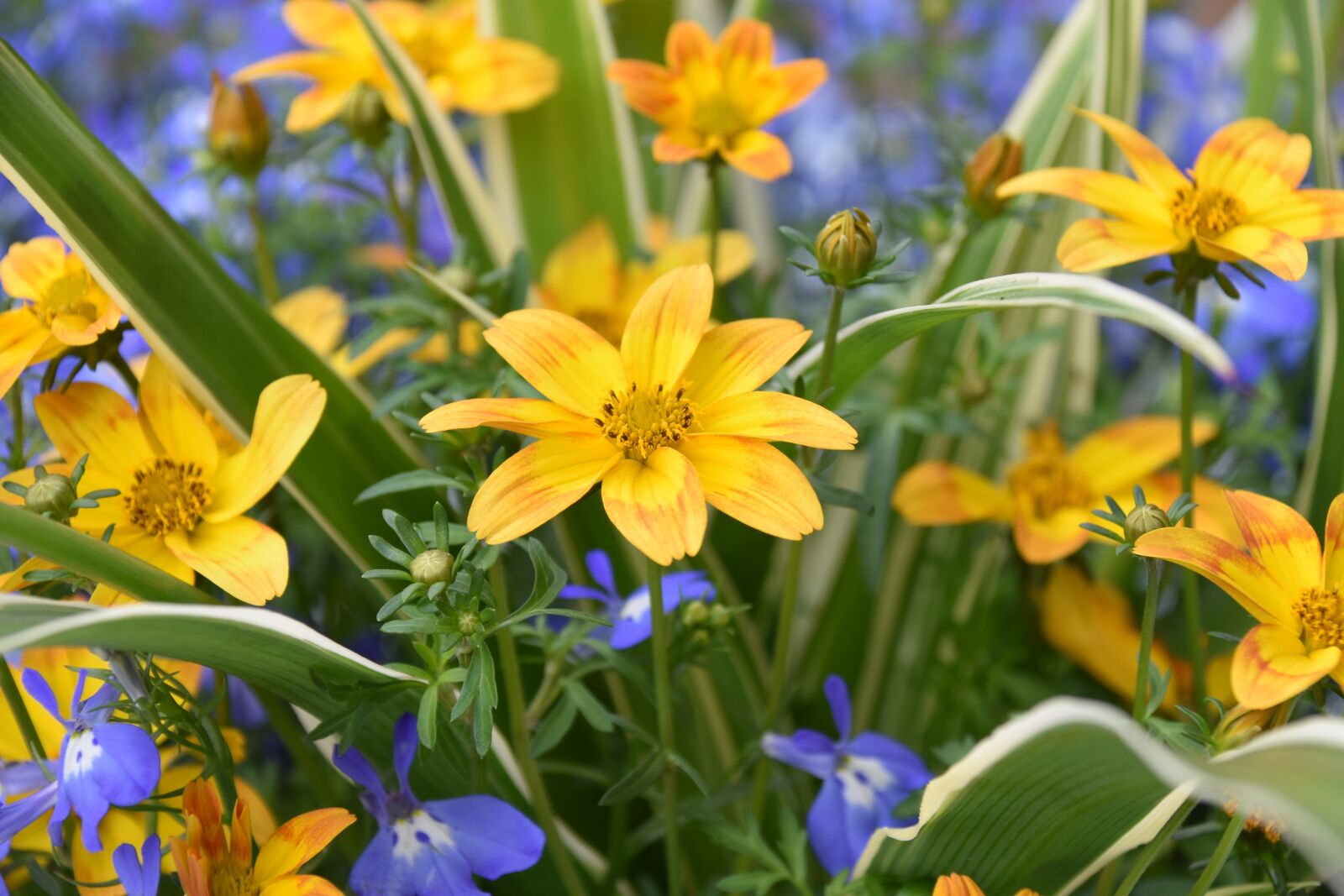 Nikon D5600 sample photo. Flower, flowers, floral composition photography