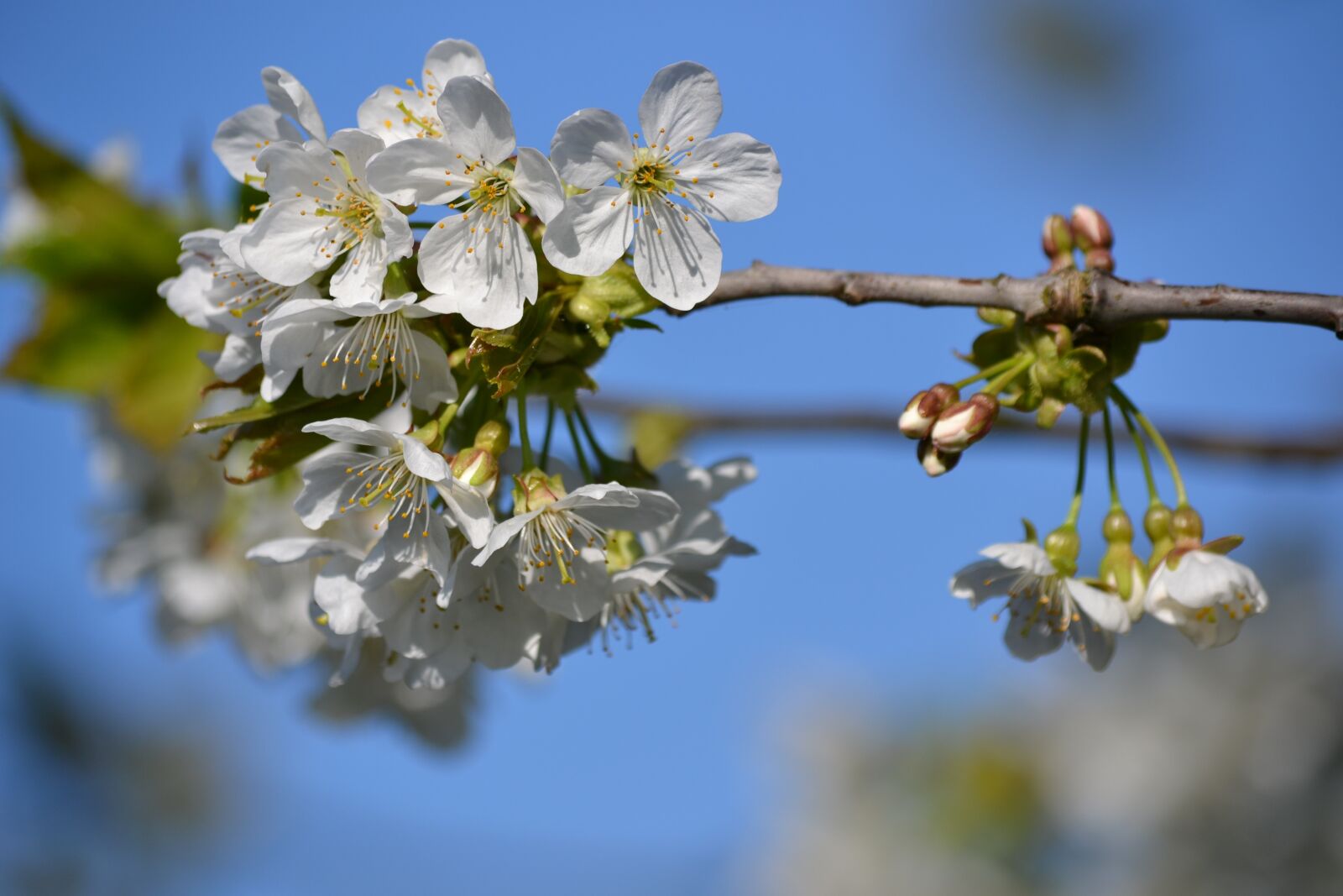 Nikon D3100 sample photo. Cherry blossom, tree, spring photography