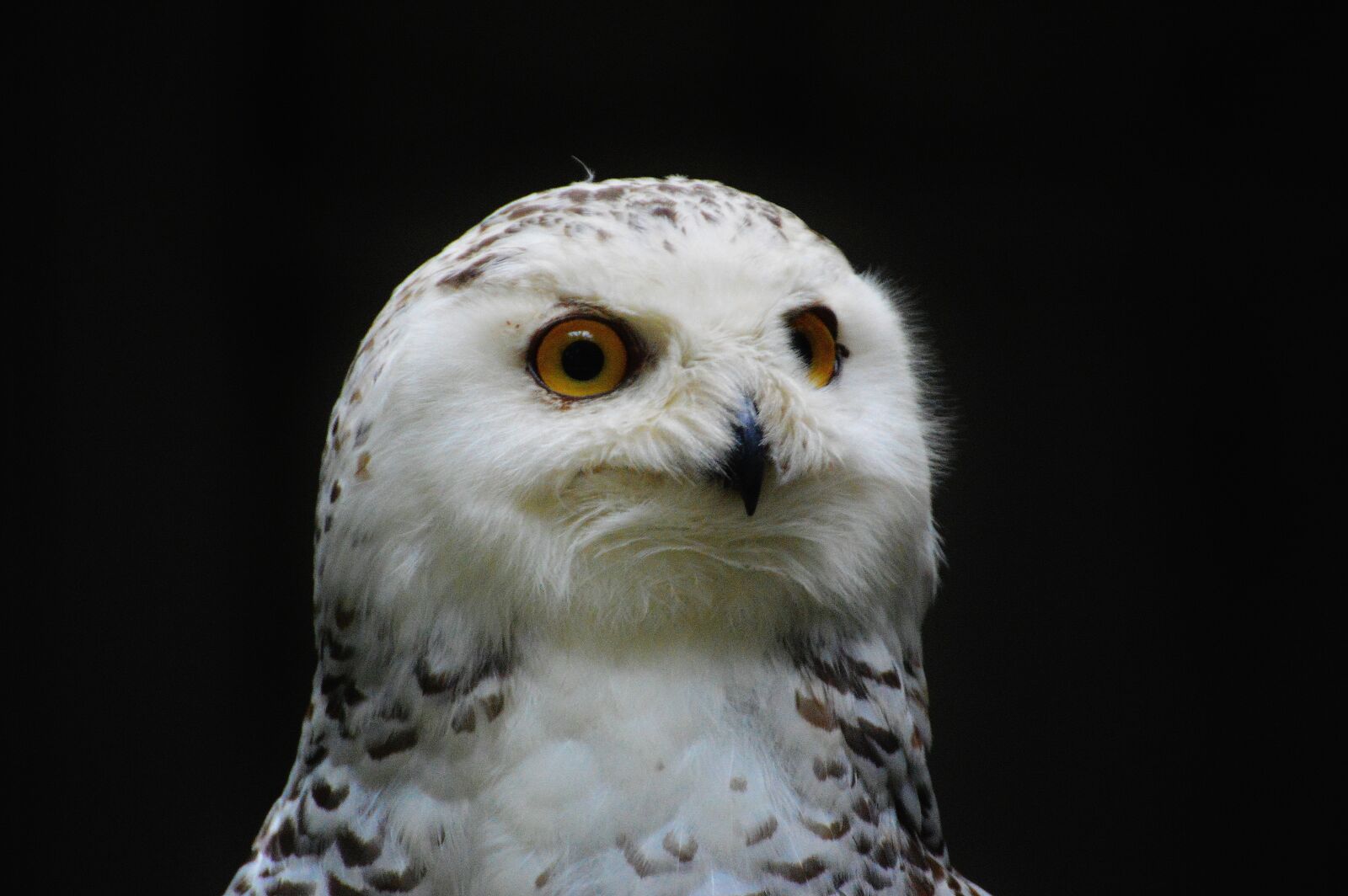Nikon D3200 sample photo. Snowy owl bubo scandiacus photography