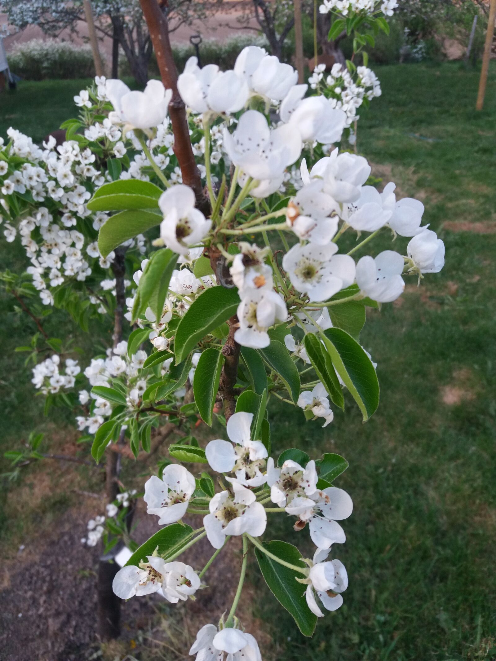 Samsung Galaxy J5(2016) sample photo. Apple blossom, apple tree photography