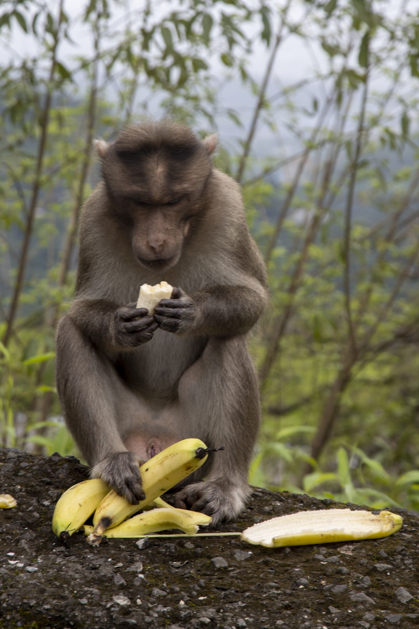 Canon EOS R sample photo. Monkey, animal, mammal photography