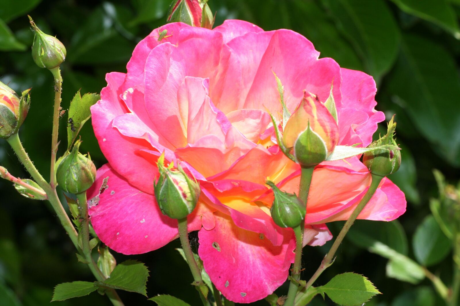 Canon EOS 350D (EOS Digital Rebel XT / EOS Kiss Digital N) sample photo. Pink, flower, rosebush photography