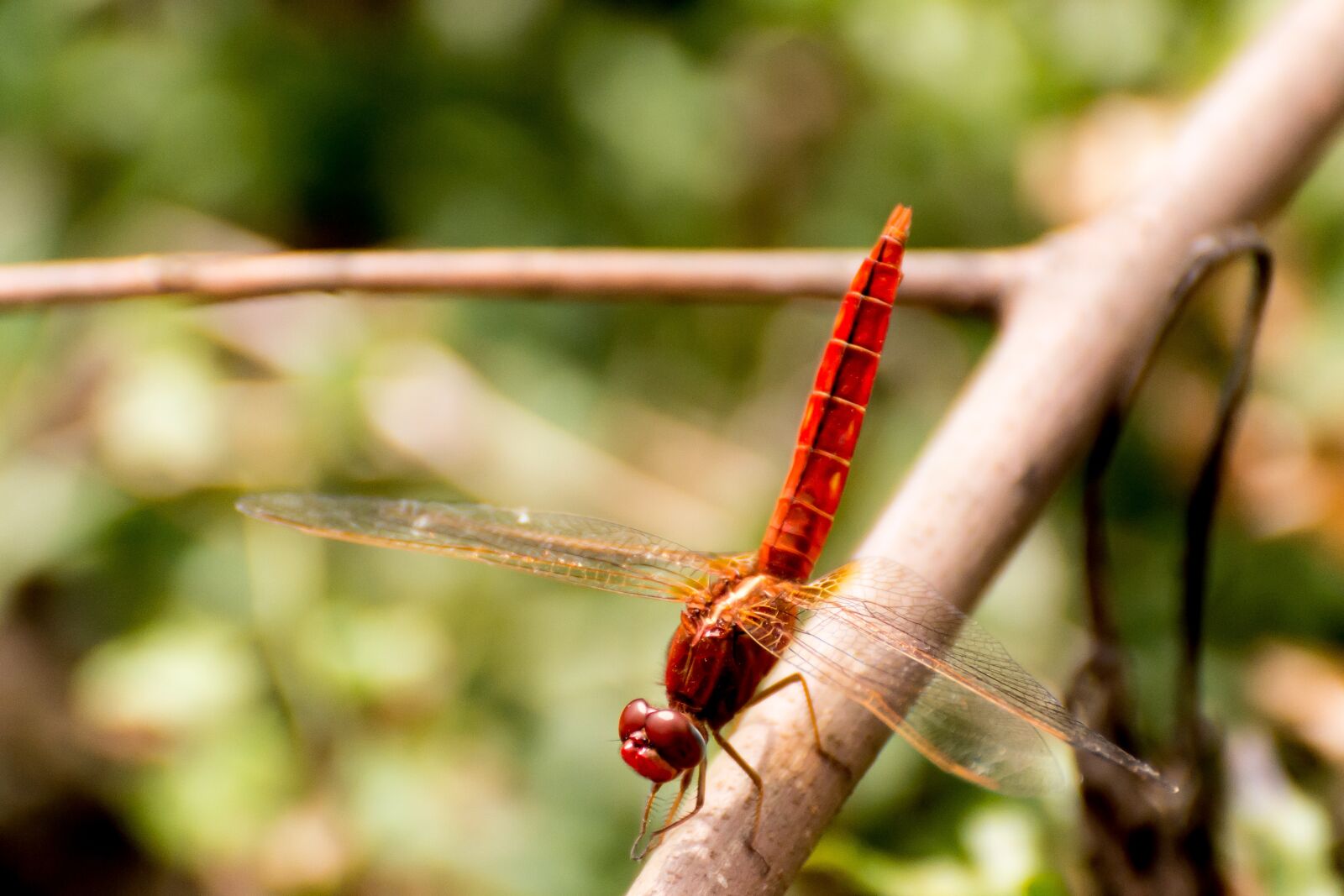 Nikon D610 sample photo. Dragonfly, longji terrace, china photography