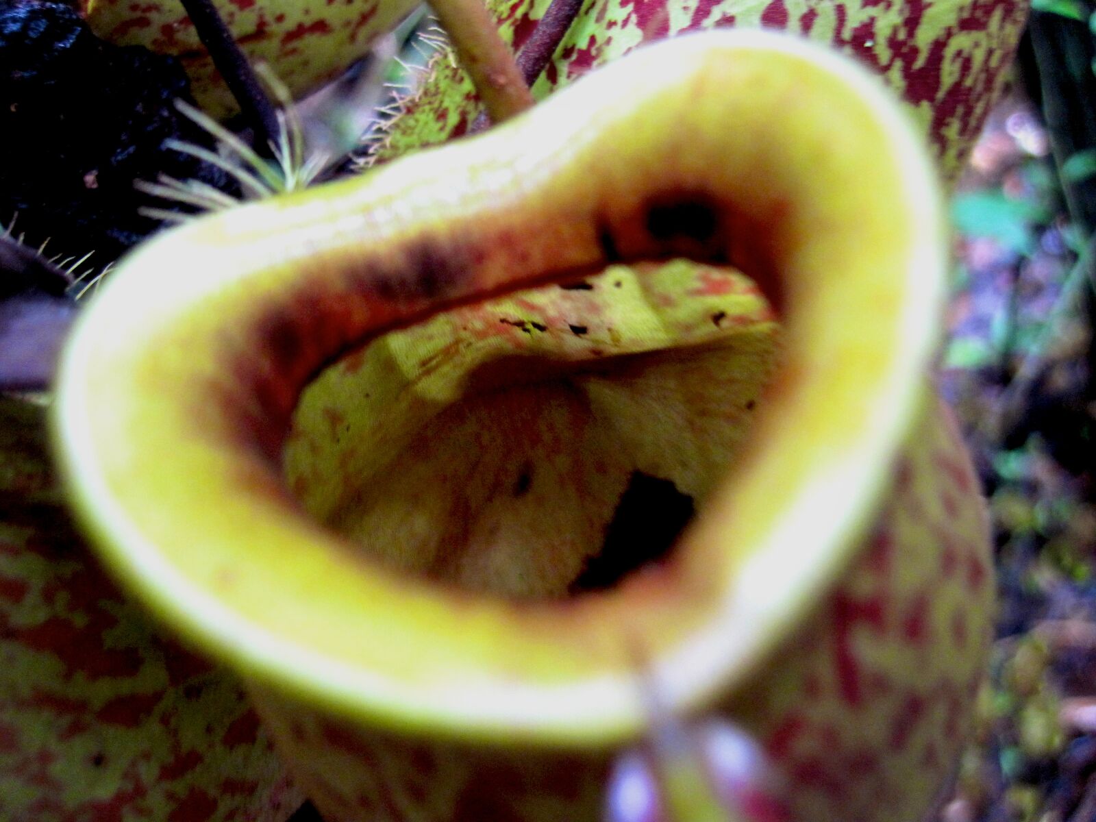 Canon PowerShot D10 sample photo. Danger, pitcher, plant, plant photography