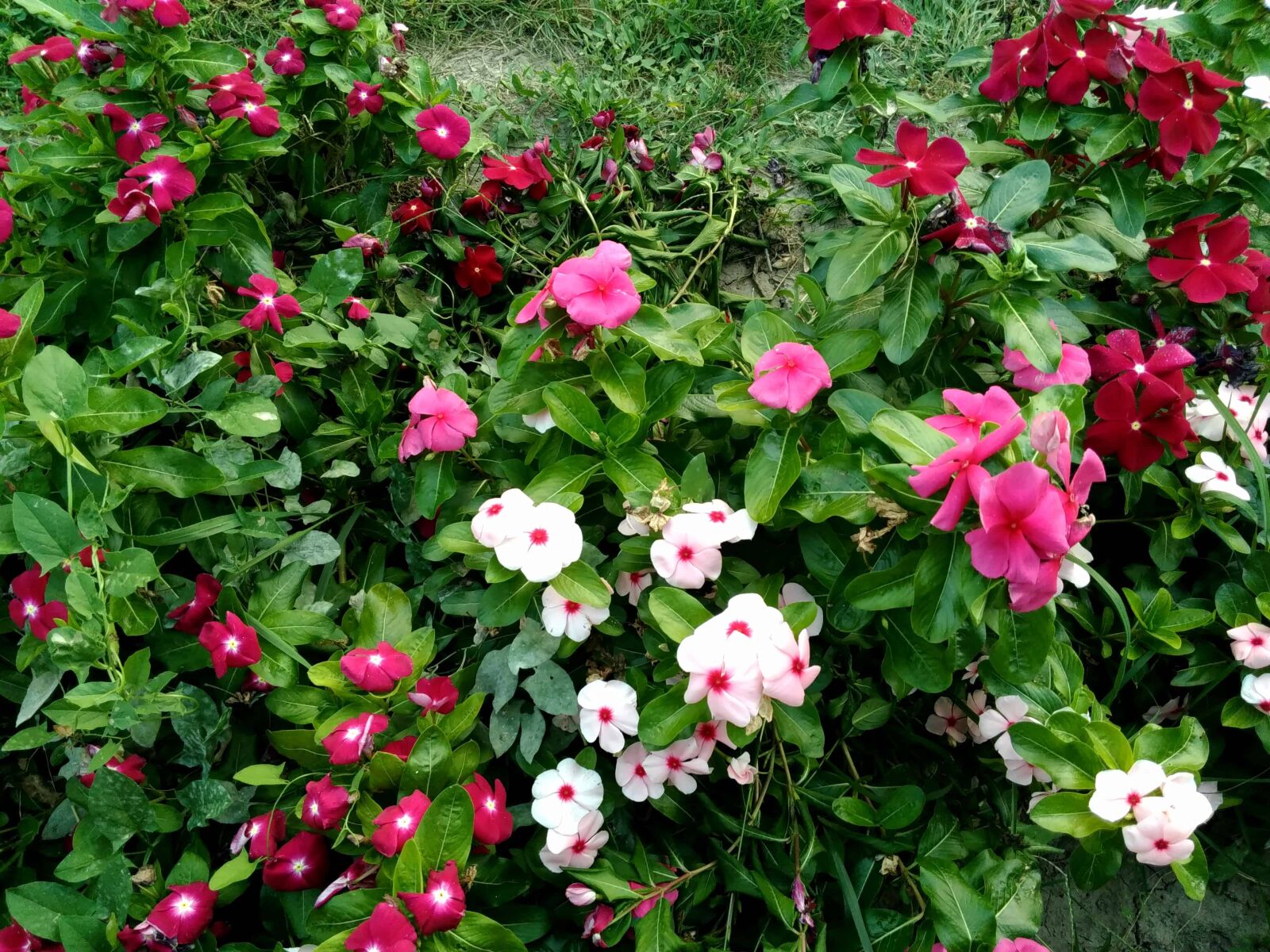 Lenovo S60-A sample photo. Summer, leaf, garden, flower photography