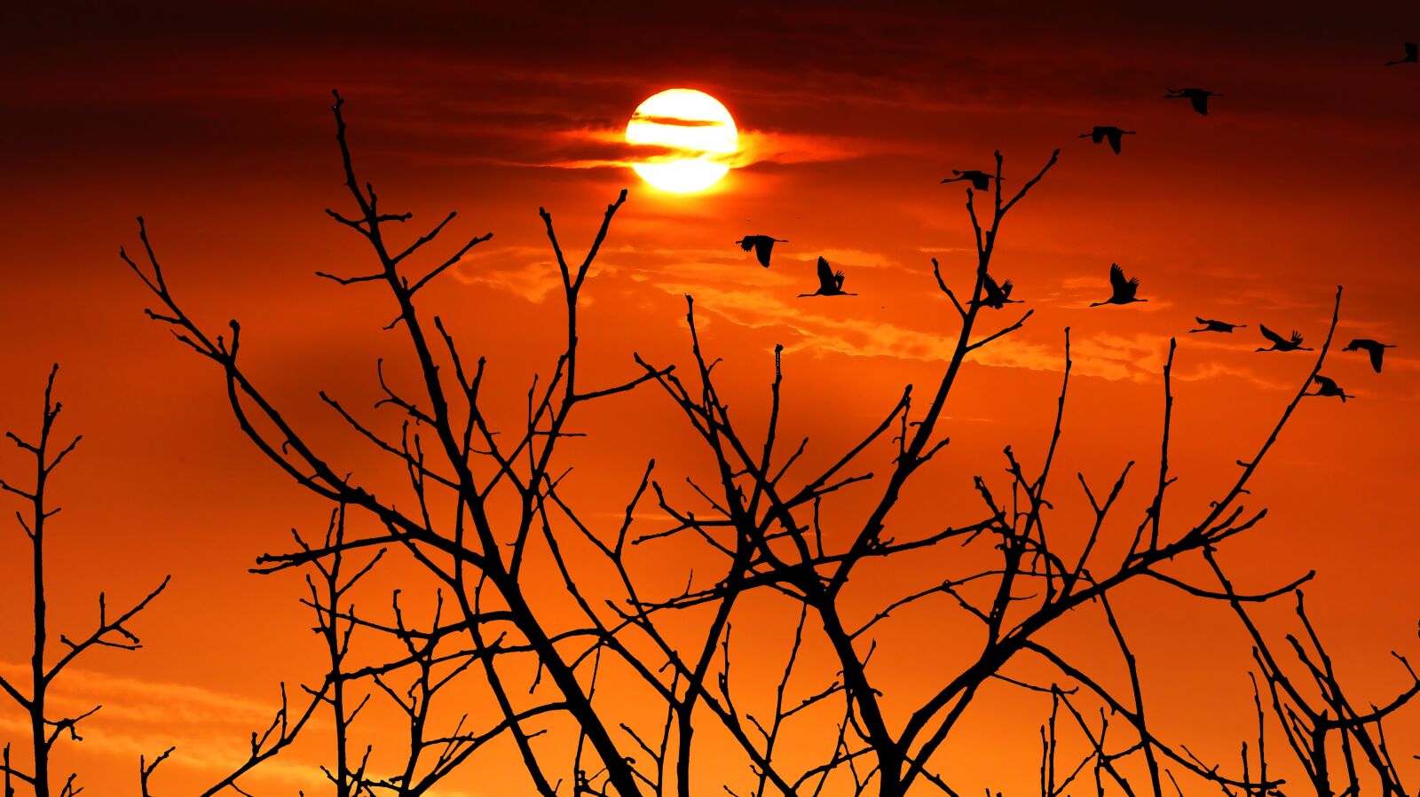 Panasonic Lumix DMC-FZ200 sample photo. Sunrise, branch, geese photography